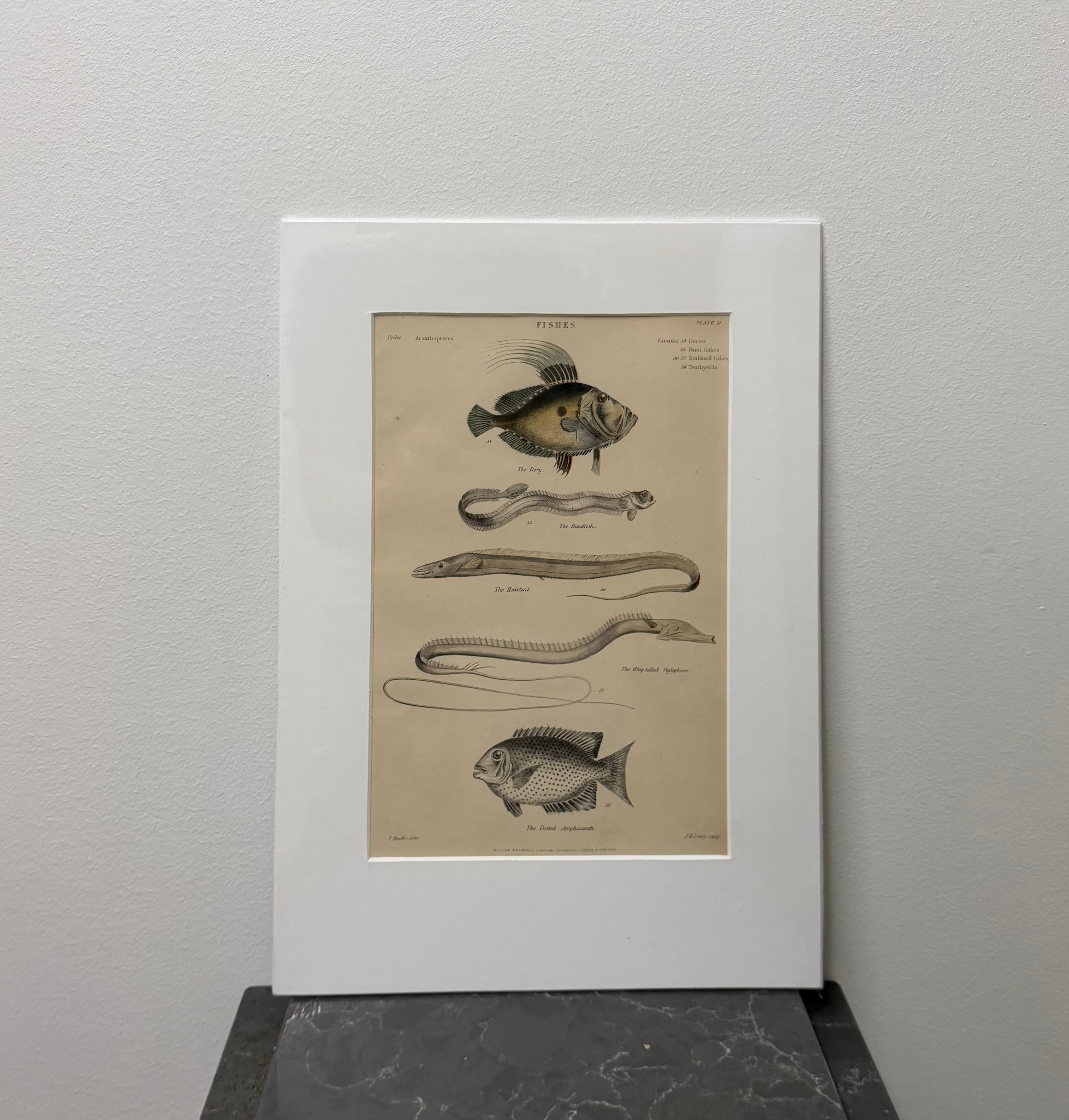 Fishes, Acanthopteres (1859)