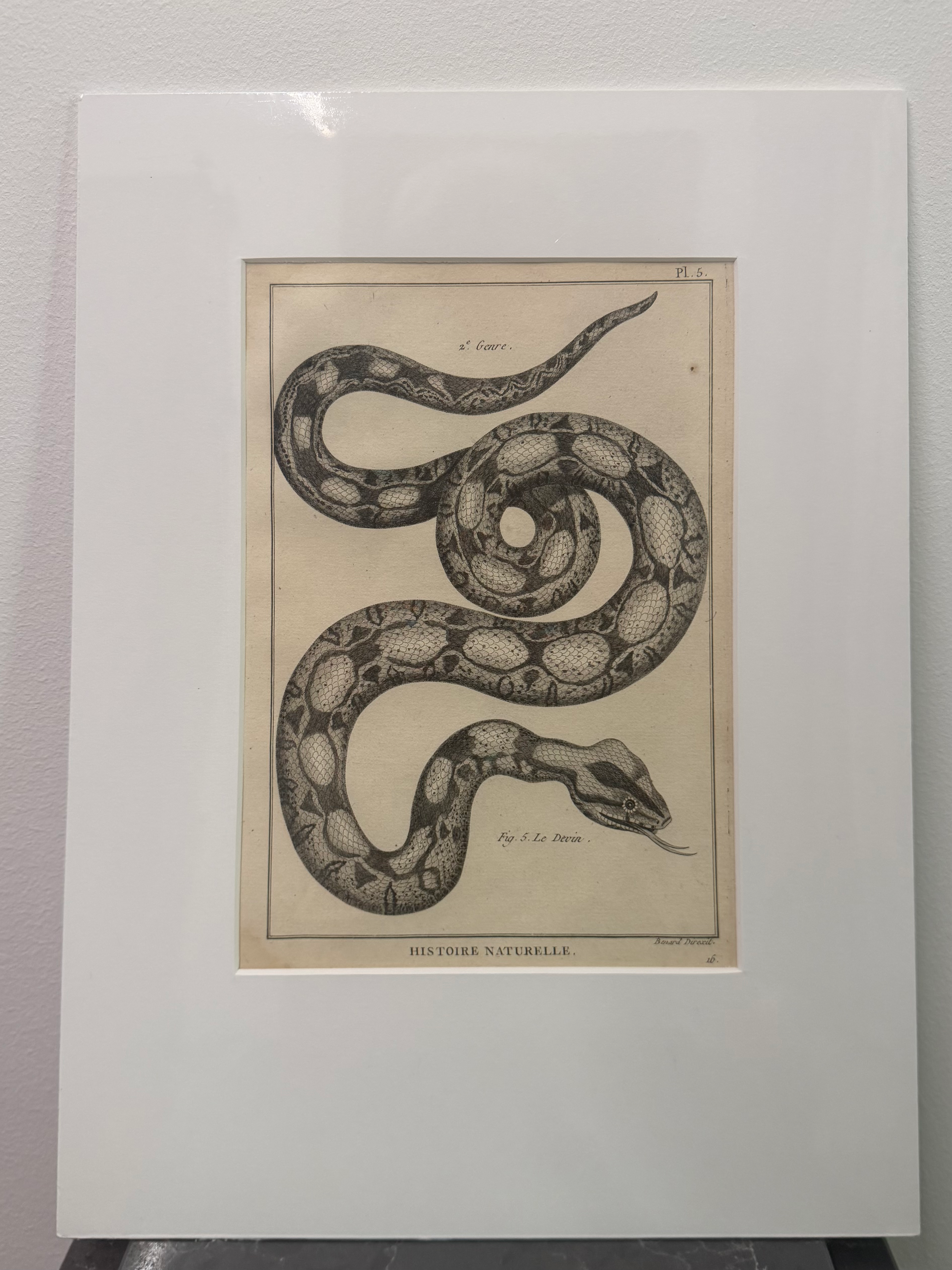 Snakes: Boa Constrictor (1789)