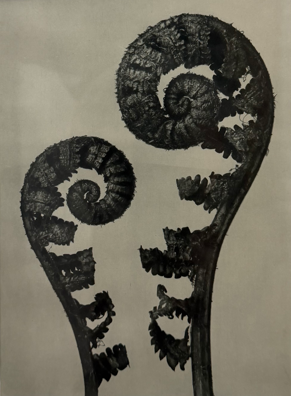 Thumbnail: Male Fern, 4 x enlarged (1929)