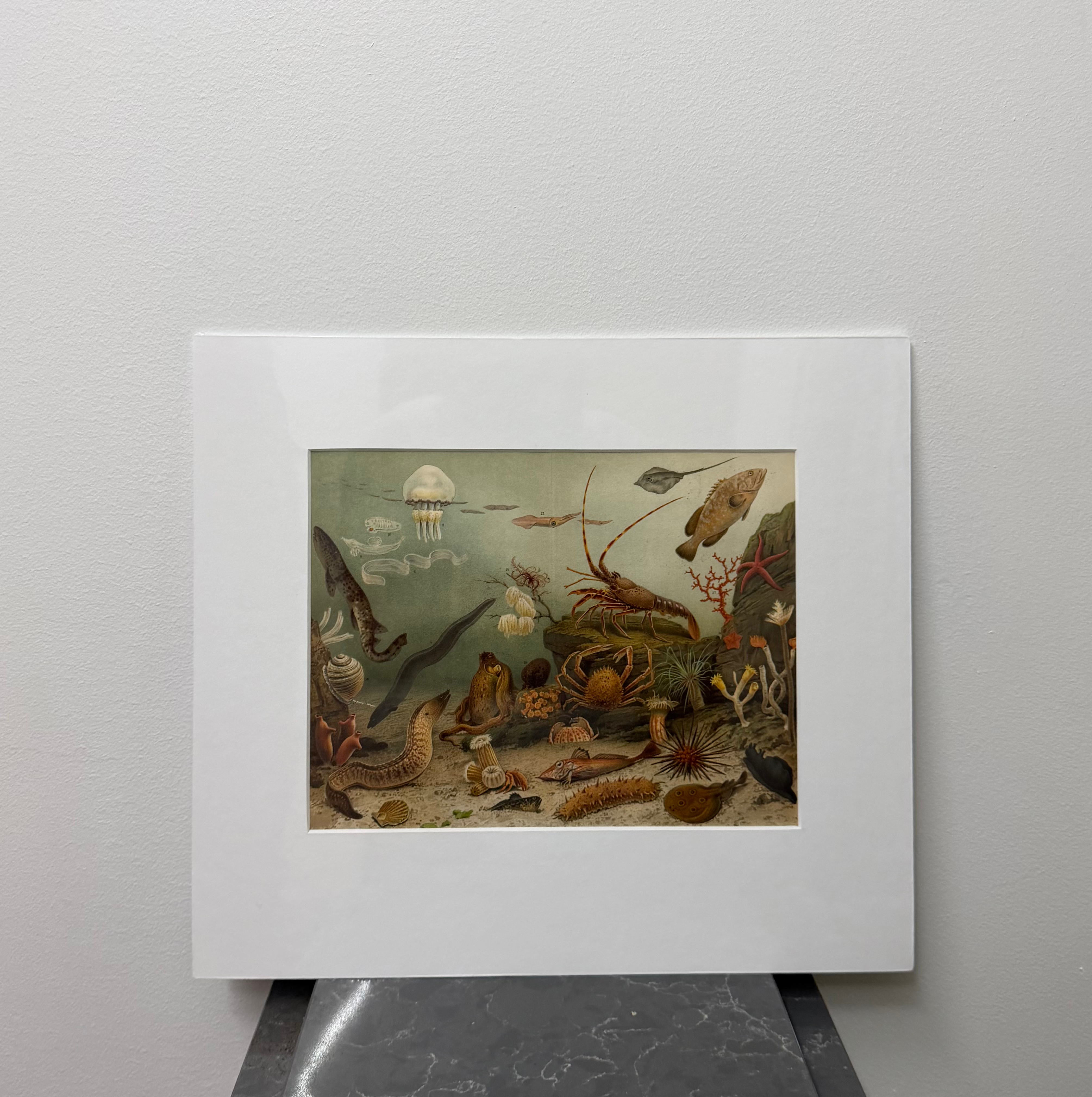 Sea-life (late 19th century)