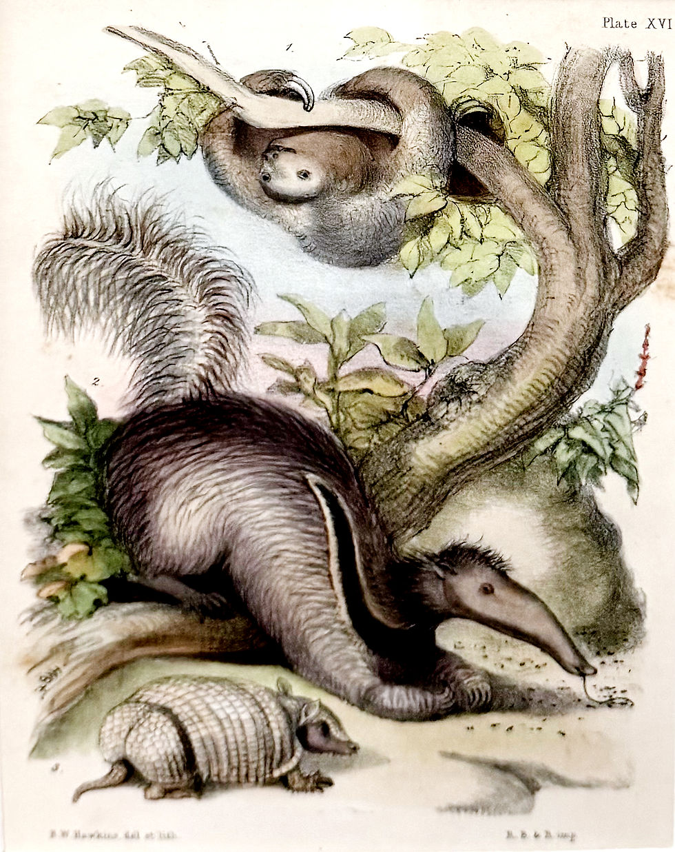 Thumbnail: Two-toed Sloth, Giant Anteater, Nine-banded Armadillo (1850)