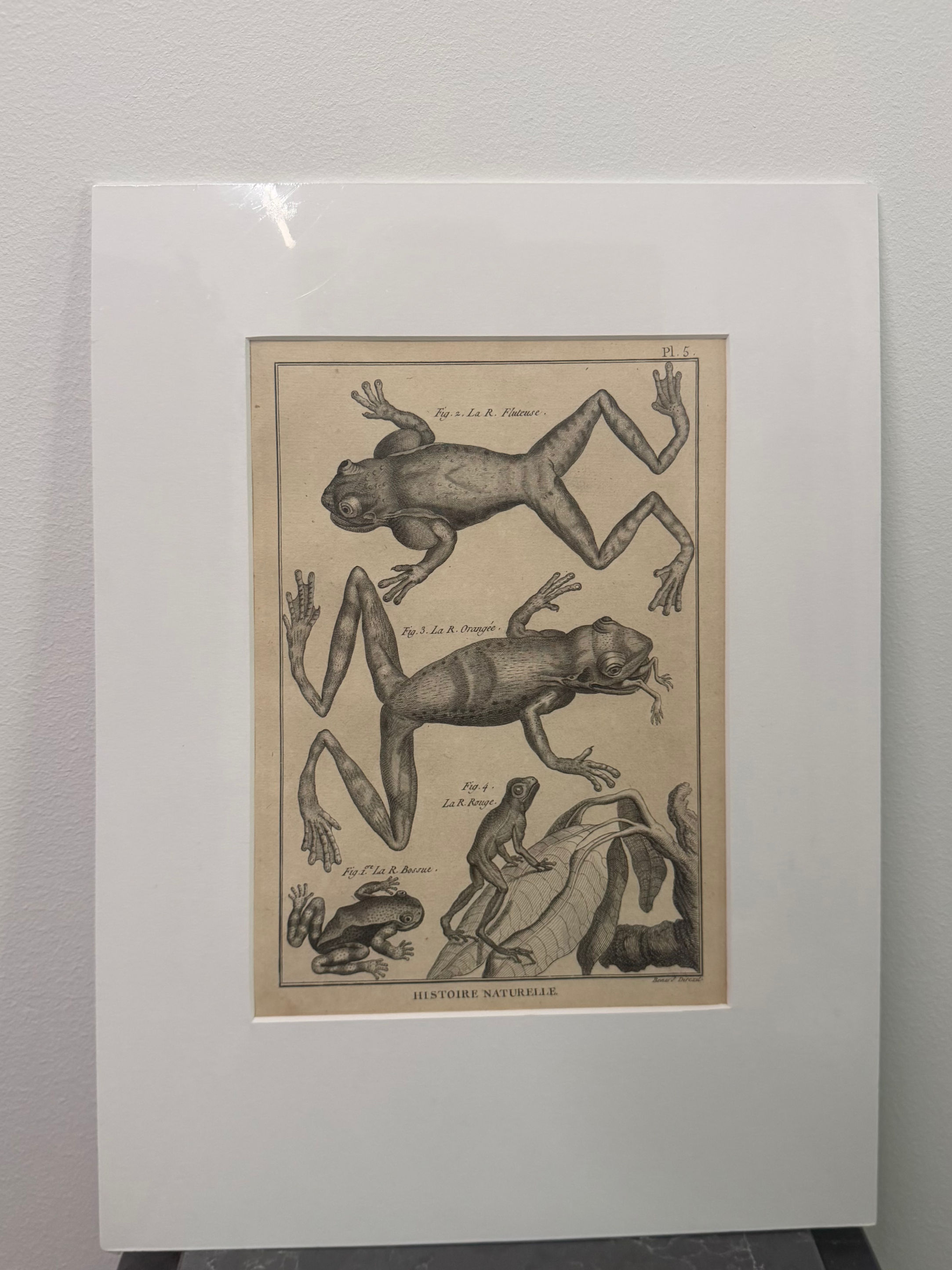 Frogs: Rusty Tree Frog, White-lipped Tree Frog, Red Snouted Tree Frog a.o. (1789