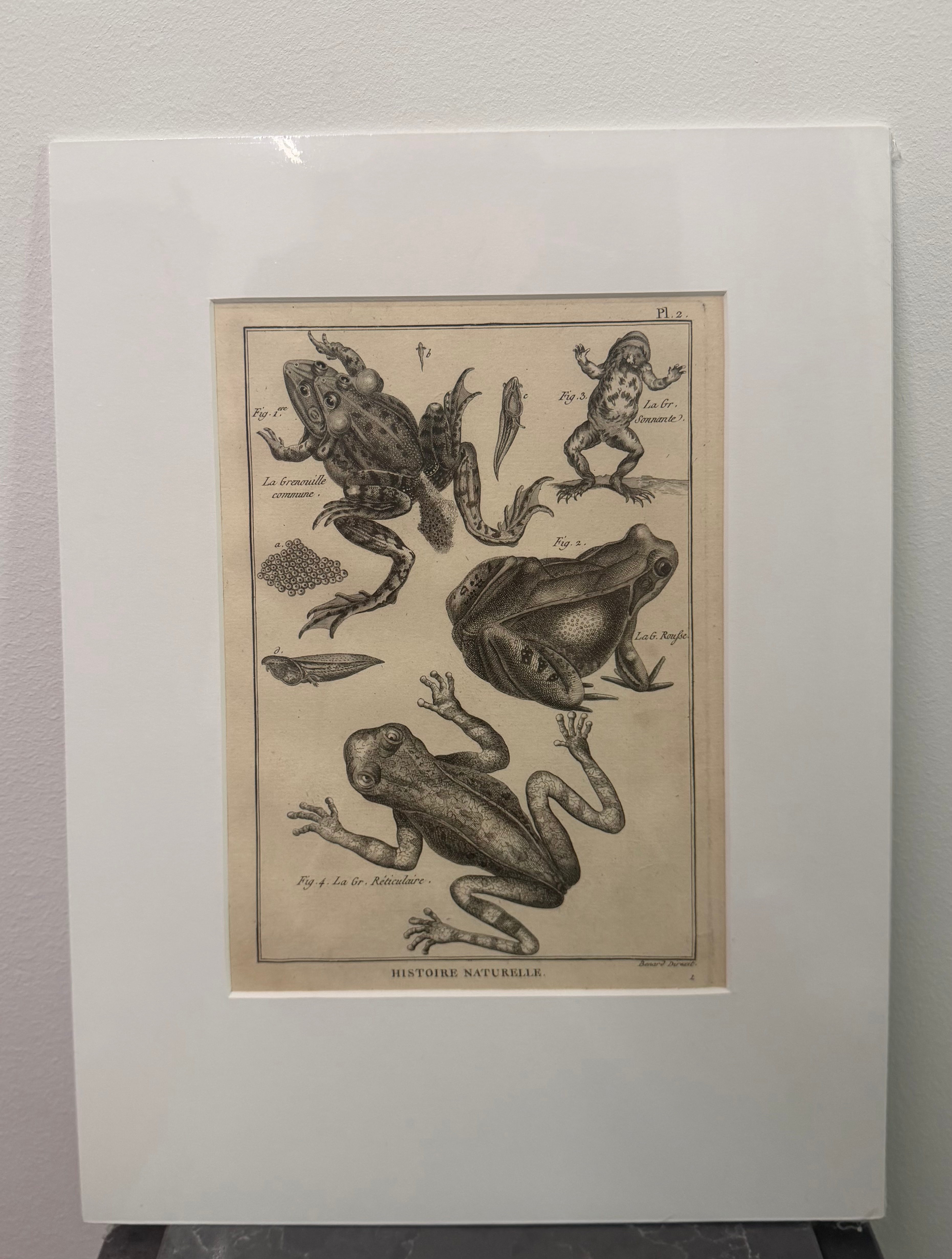 Frogs: Marsh Frog, American Bullfrog, Common Frog (1789)