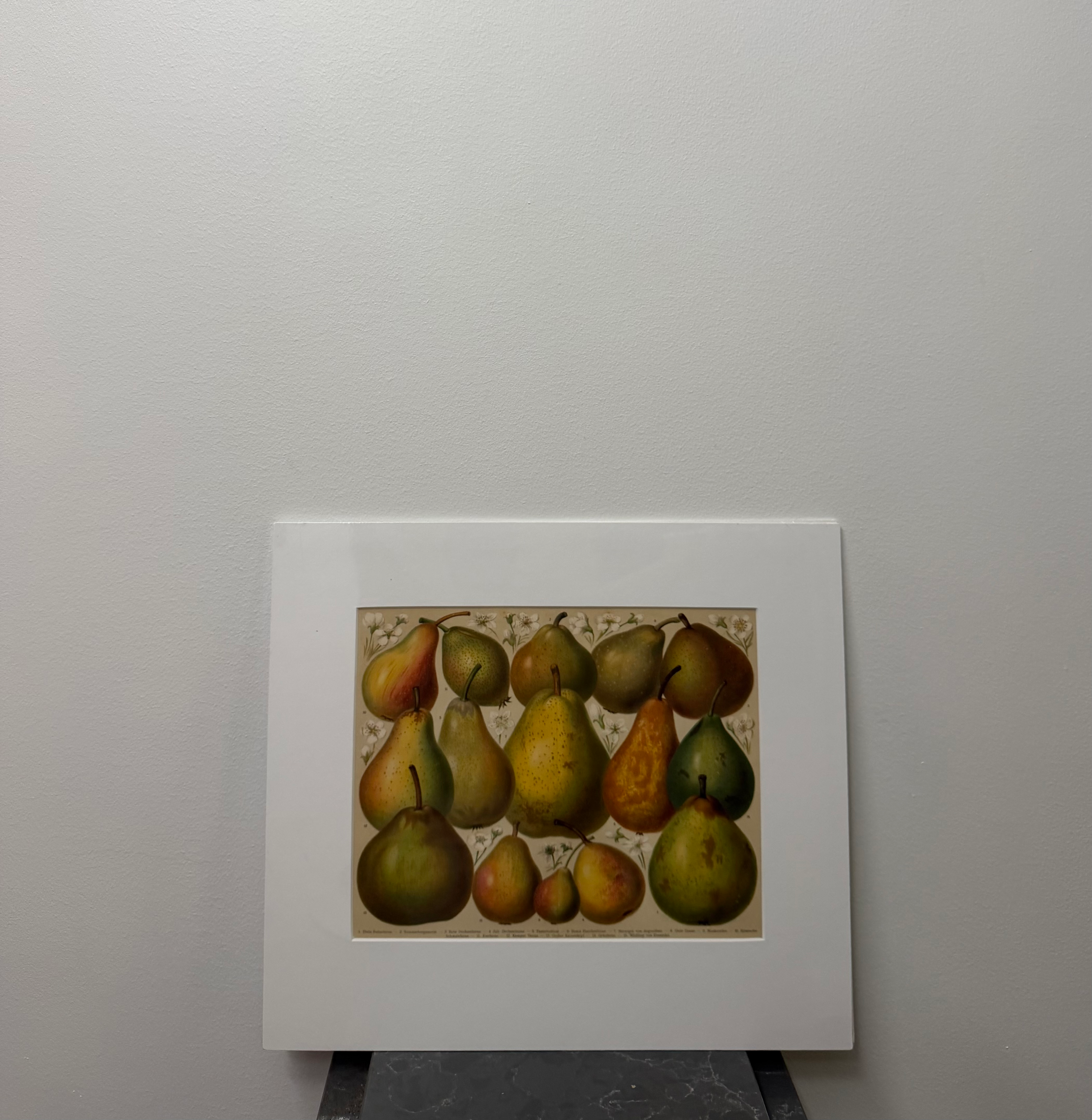 Pear Species (late 19th century)