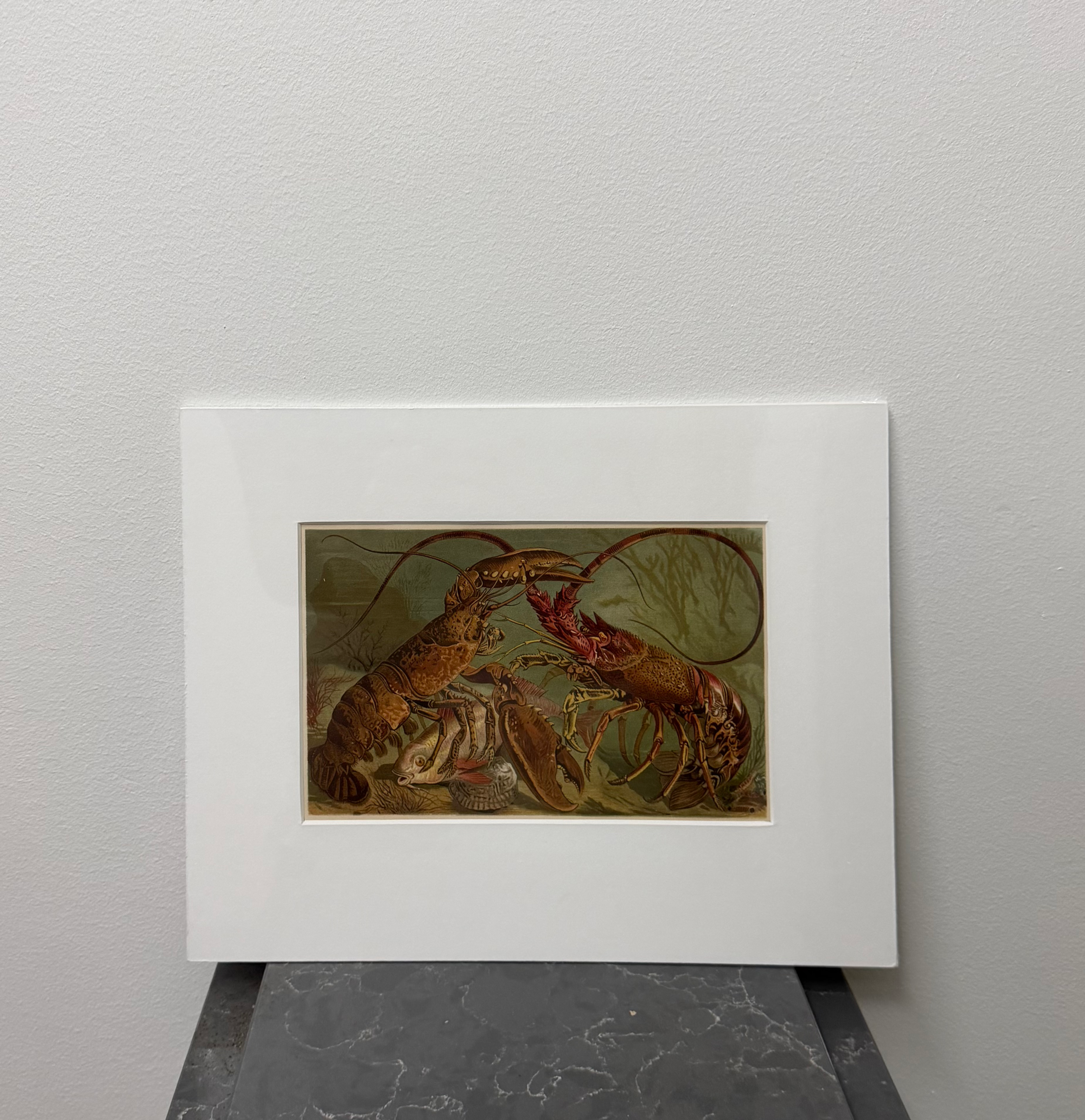 Lobsters (1893)