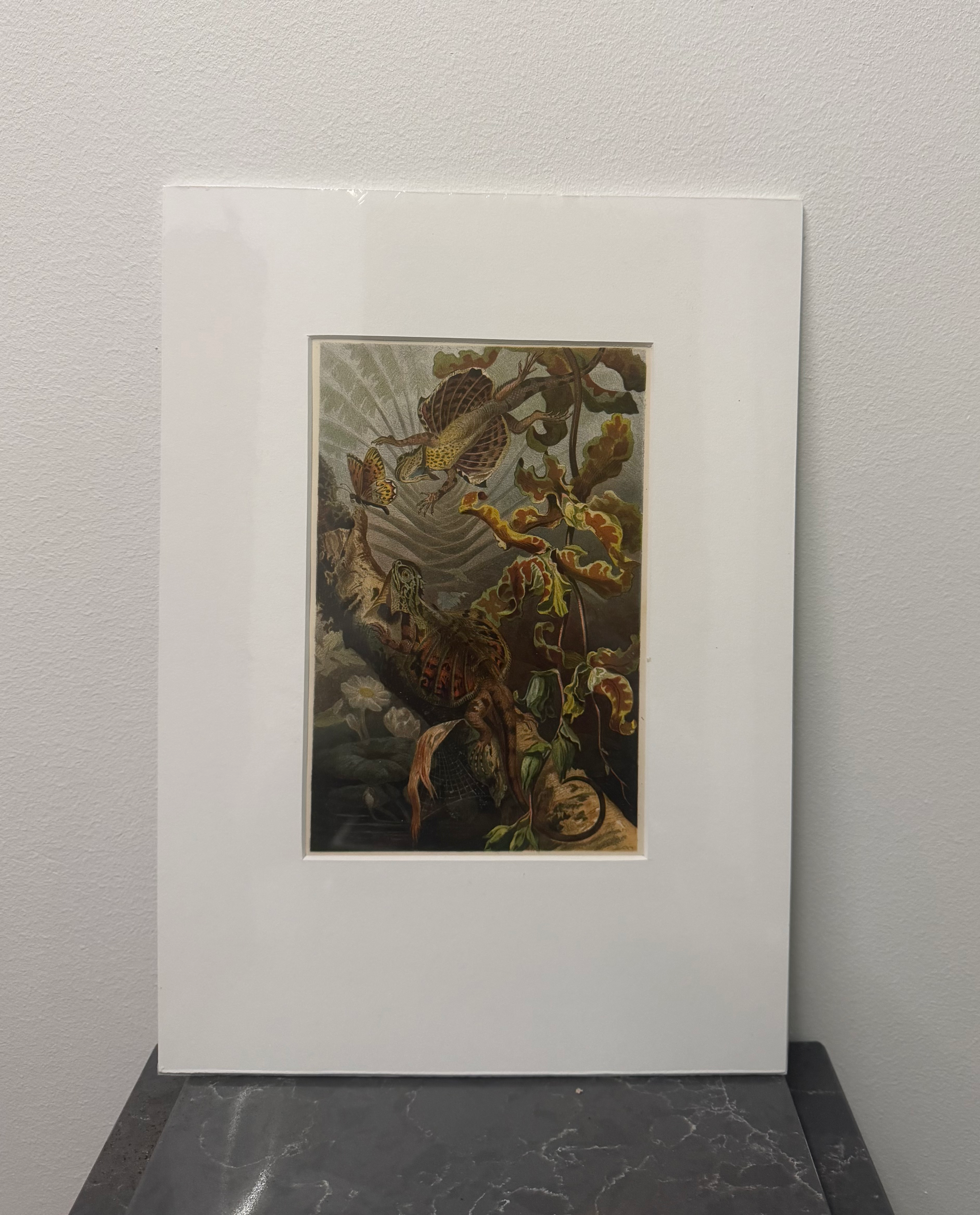 Flying Lizards (1893)