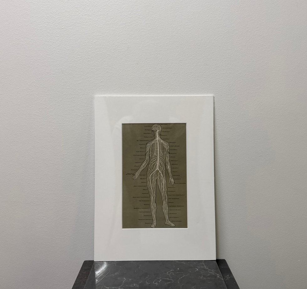 Thumbnail: Nervous system (late 19th century)
