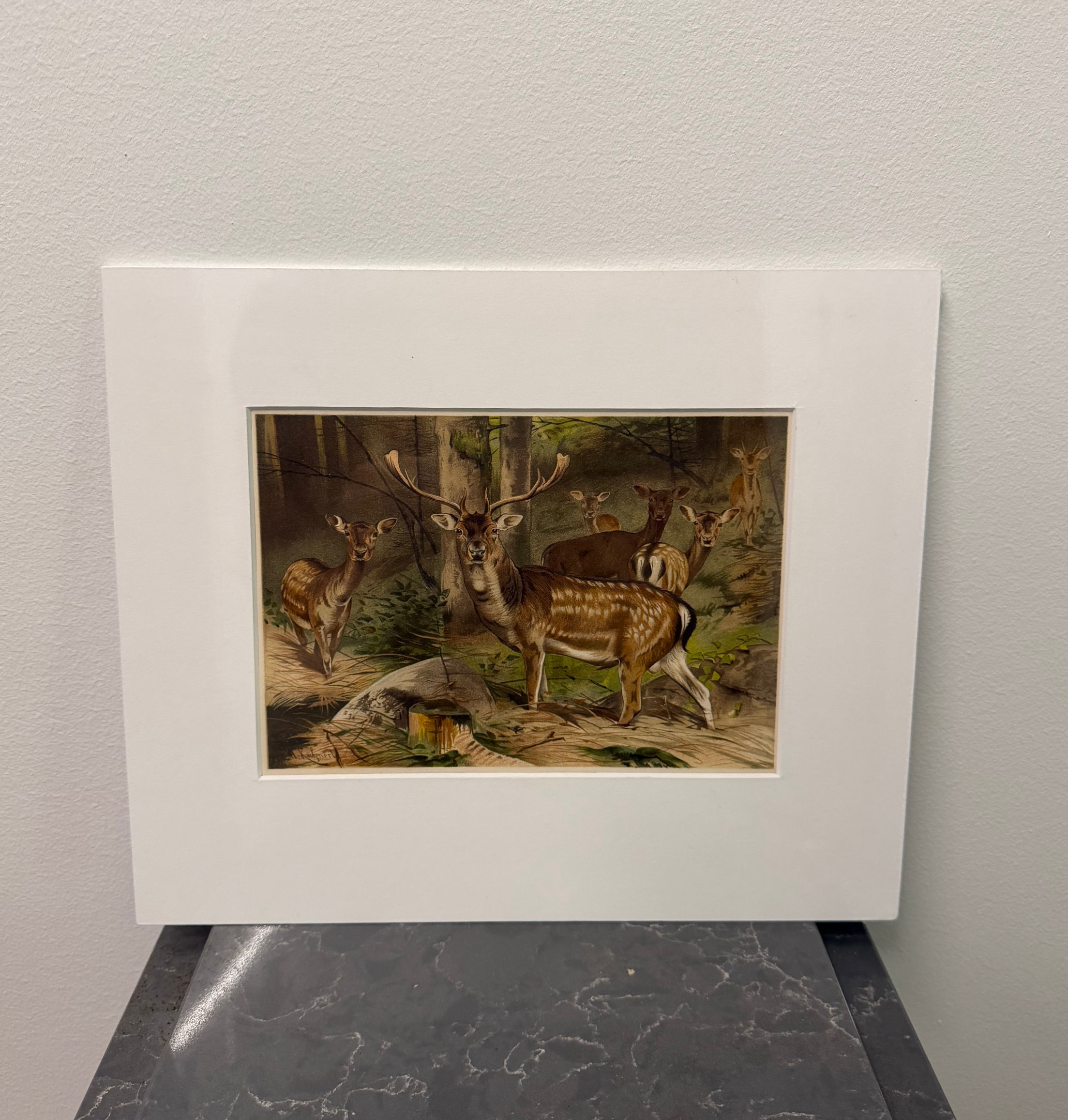 Deer (1893)