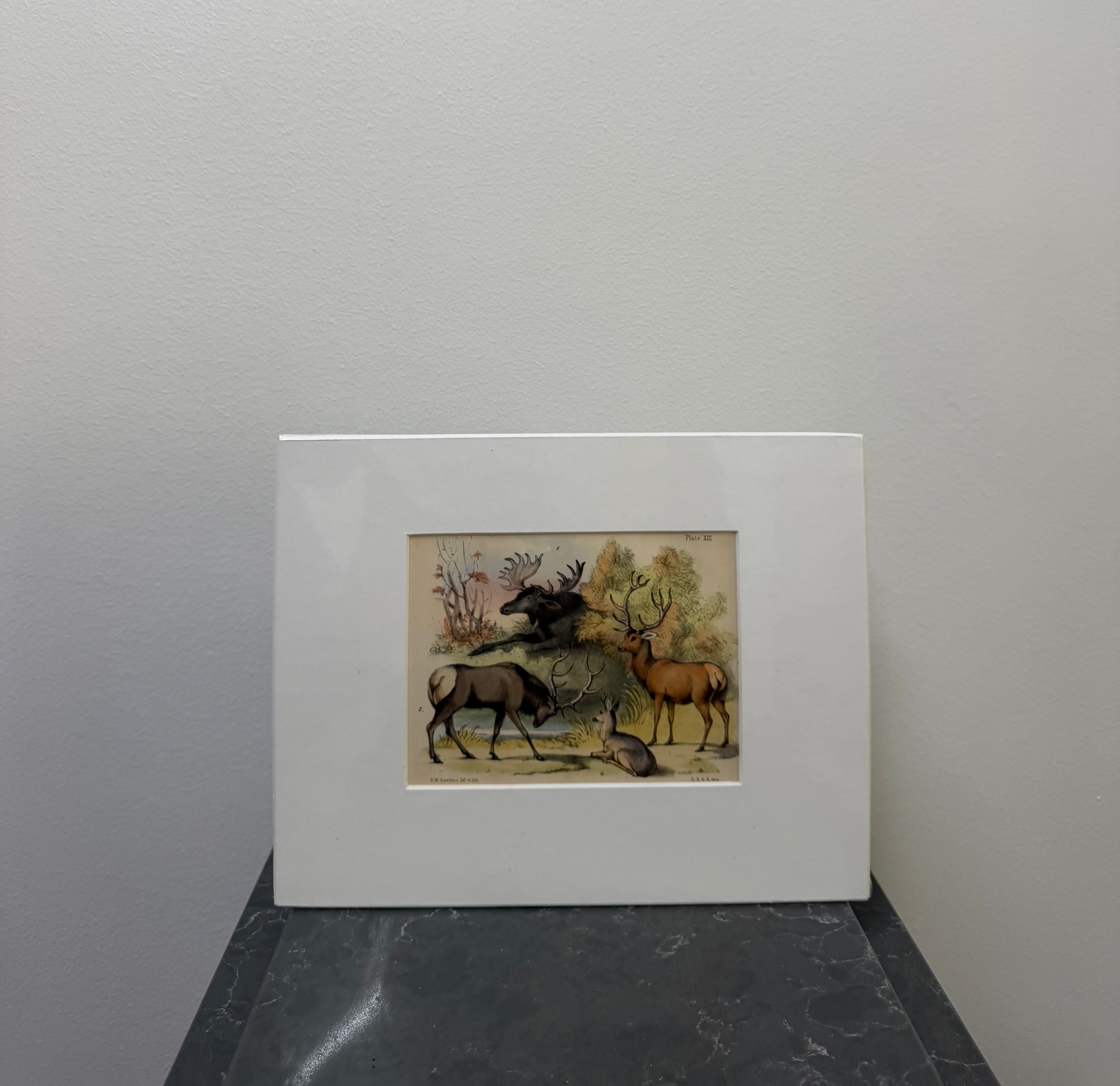 Moose, Elk, Red Deer, Roe Deer (1850)