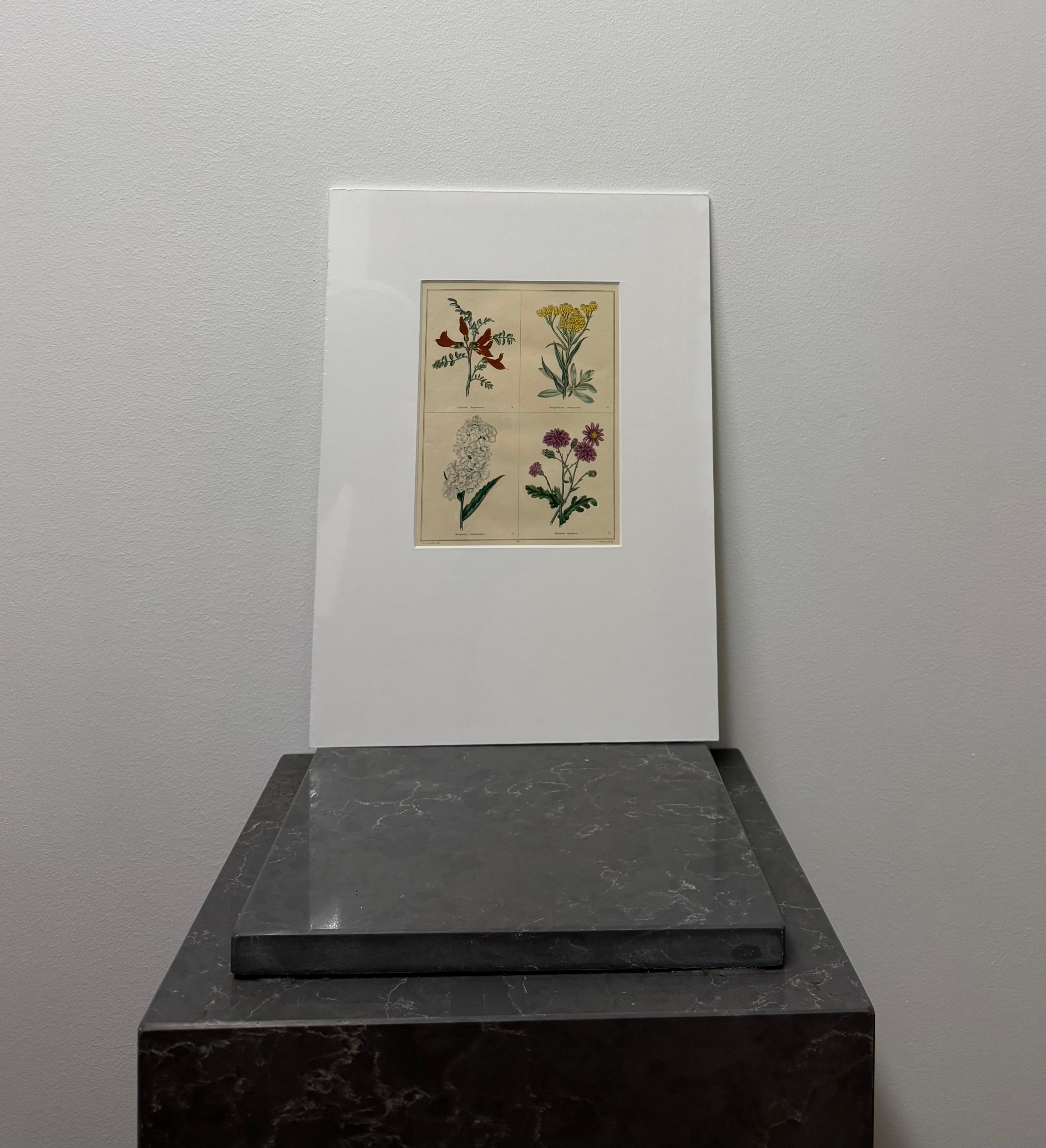 Bladder Senna, Dwarf Everlasting, Dame's Rocket, Purple Ragwort (1825)