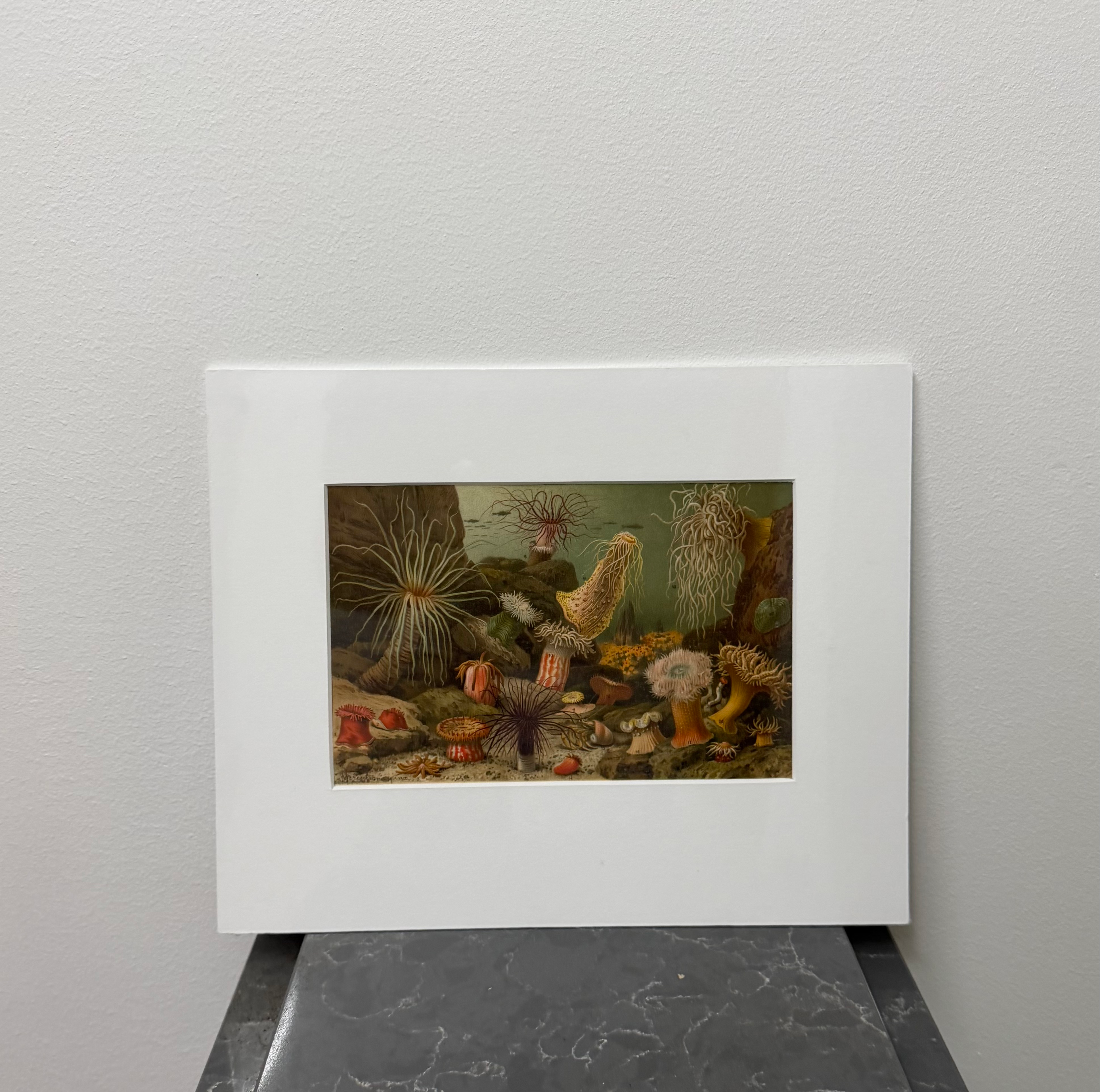 Sea Annemones (late 19th century)