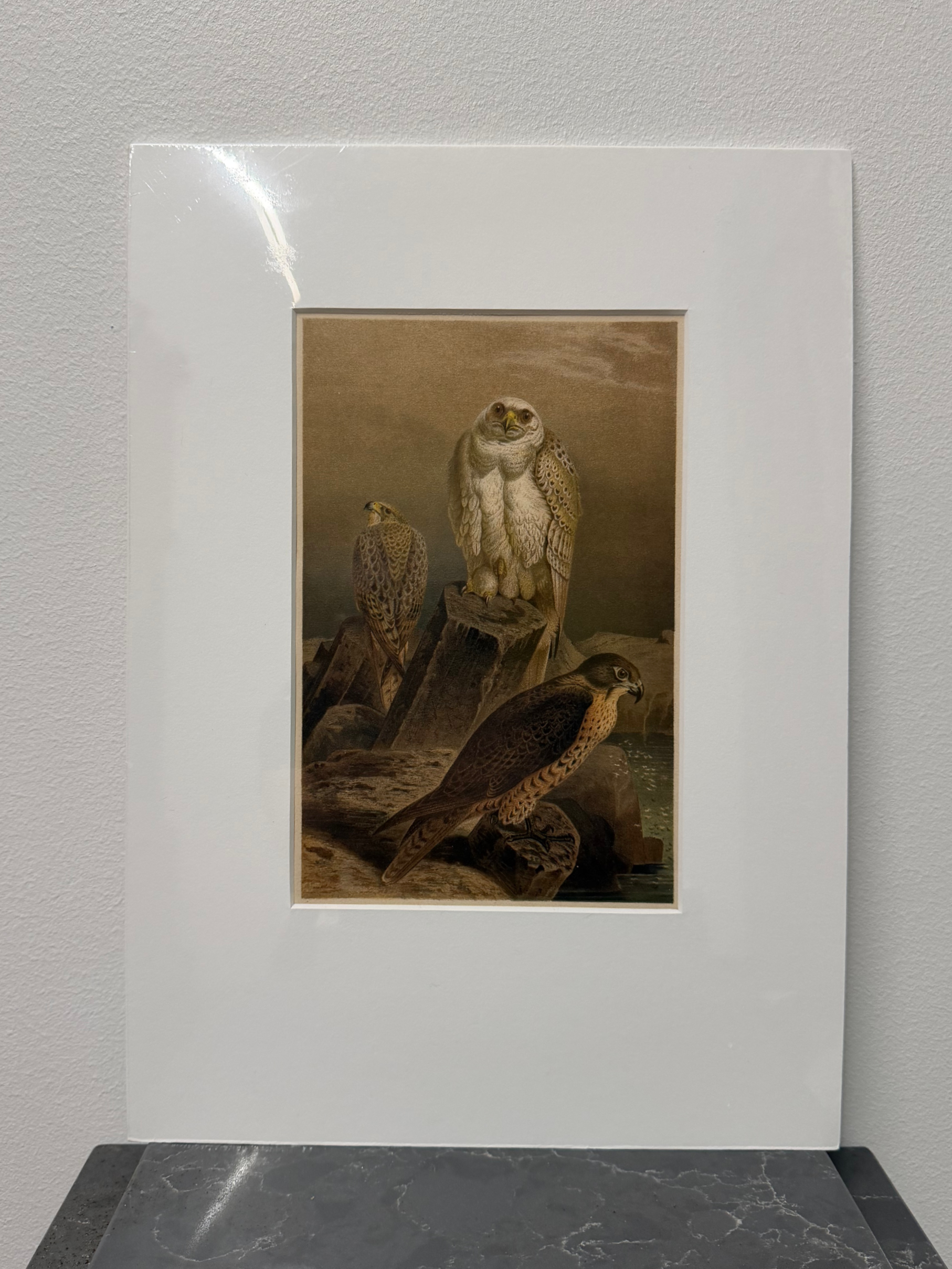 Gyrfalcon