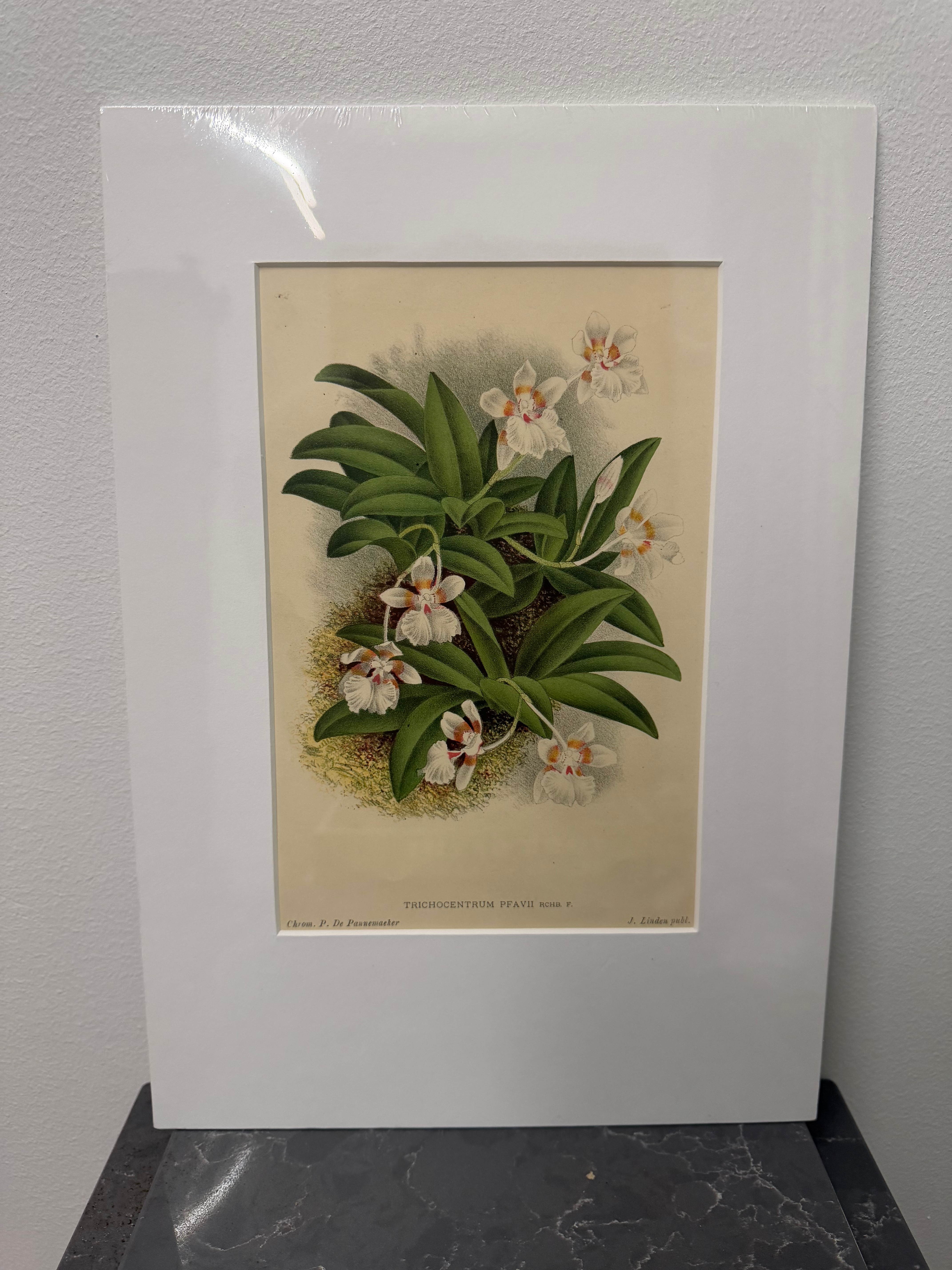 Orchid: Pfau's Trichocentrum (1873)