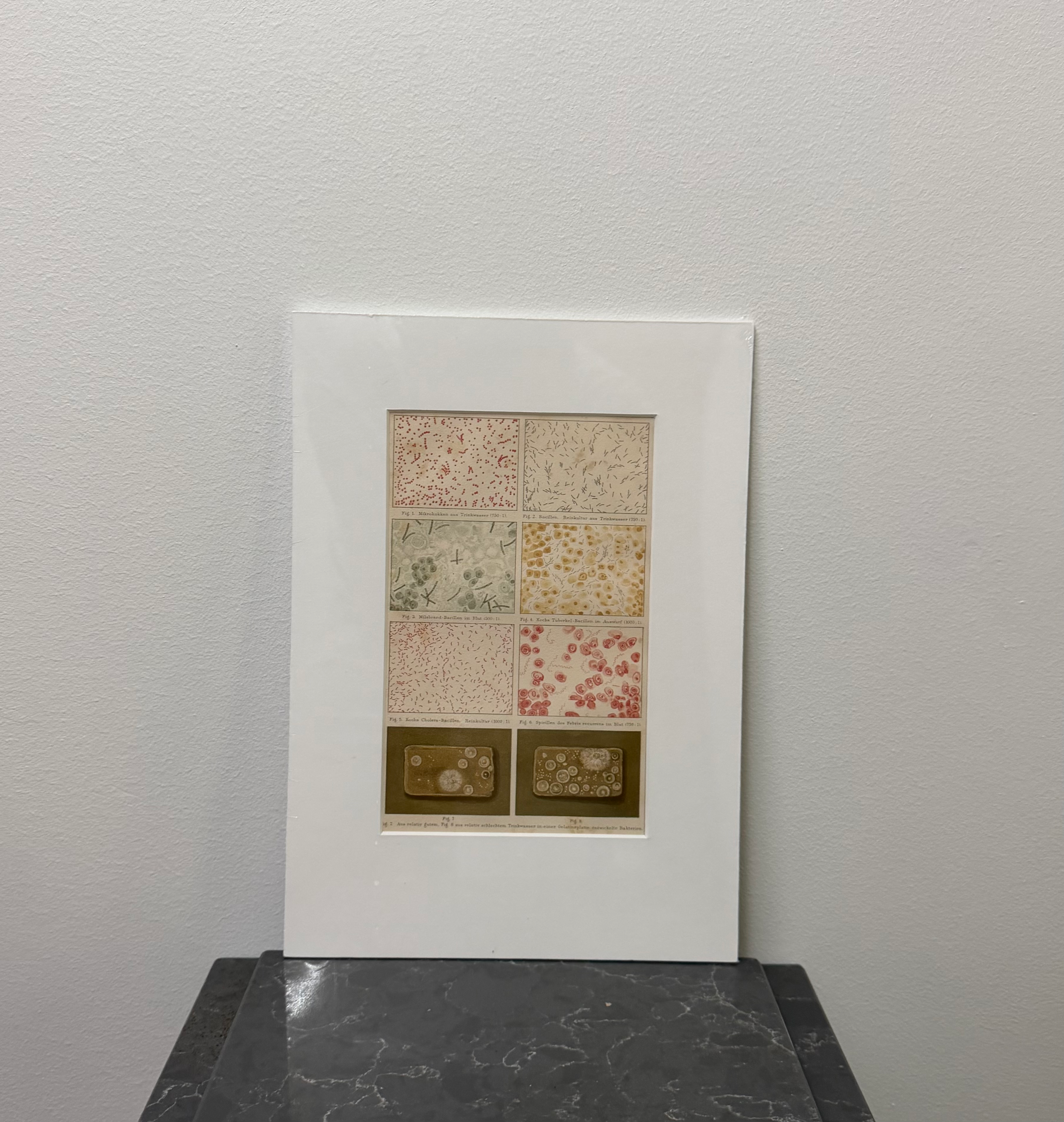 Bacteria (late 19th century)