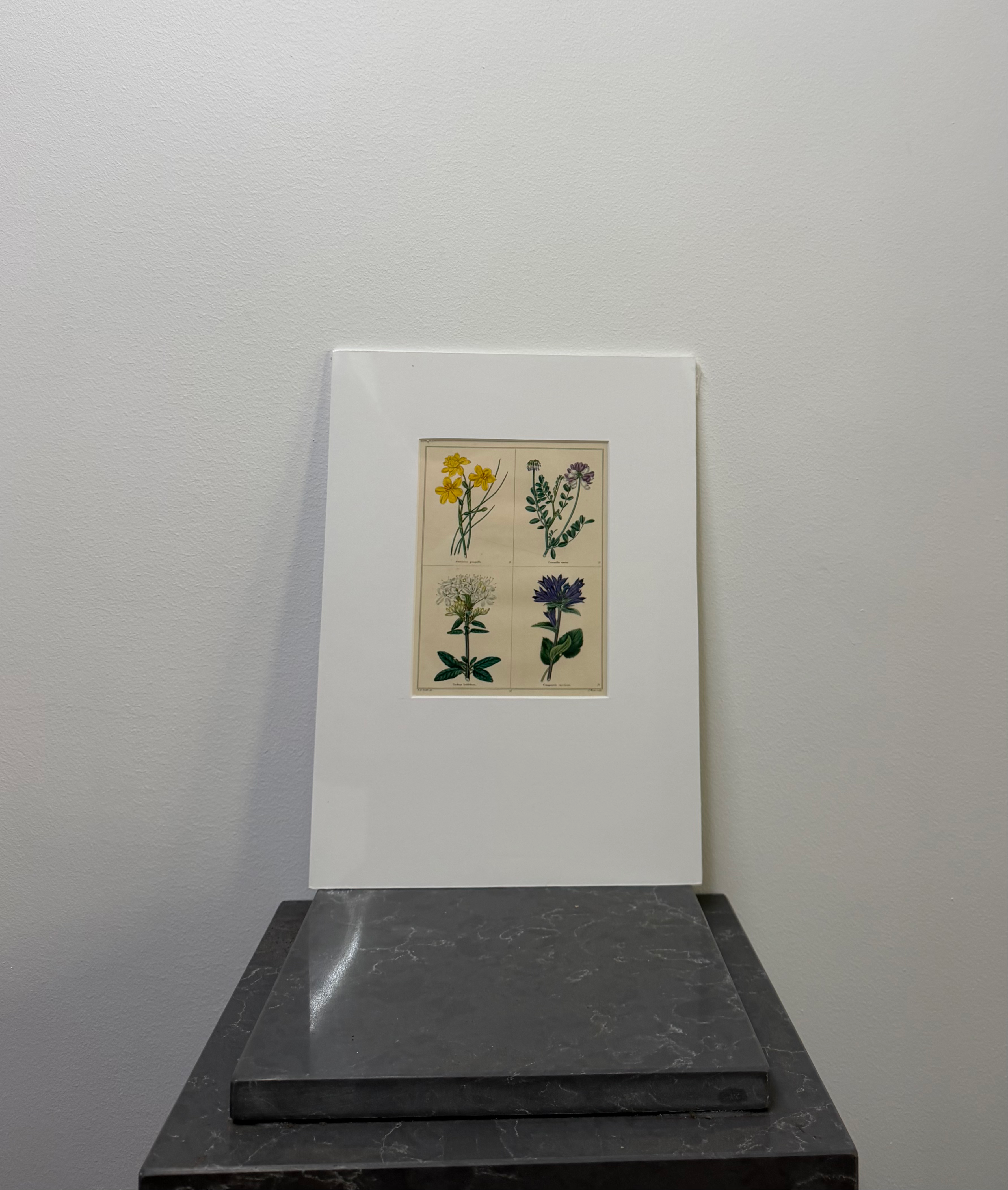 Jonquil, Crown Vetch, Labrador Tea, Showy Bellflower (1825)