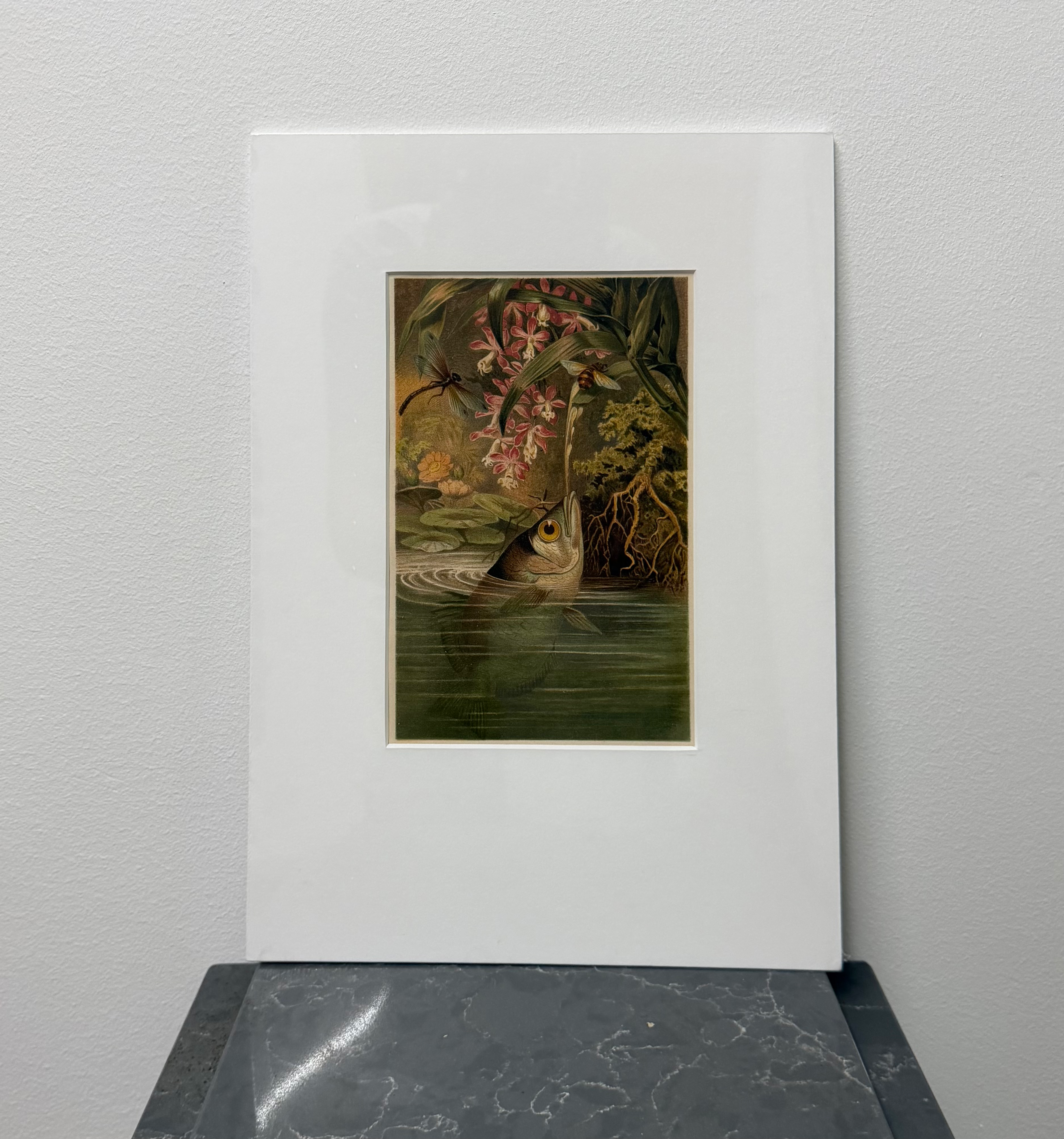 Archer Fish (1893)