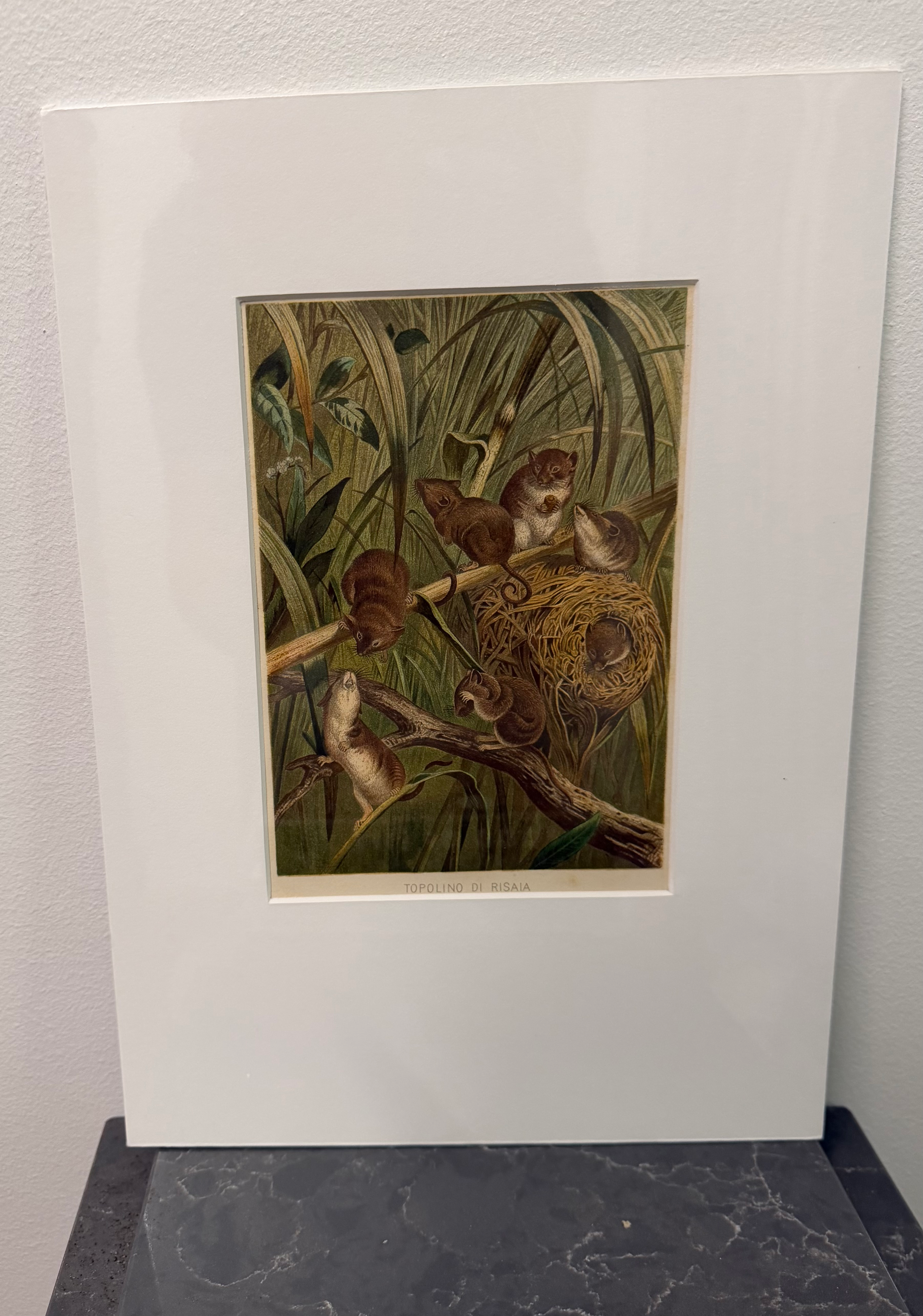 Eurasian Harvest Mouse (1893)