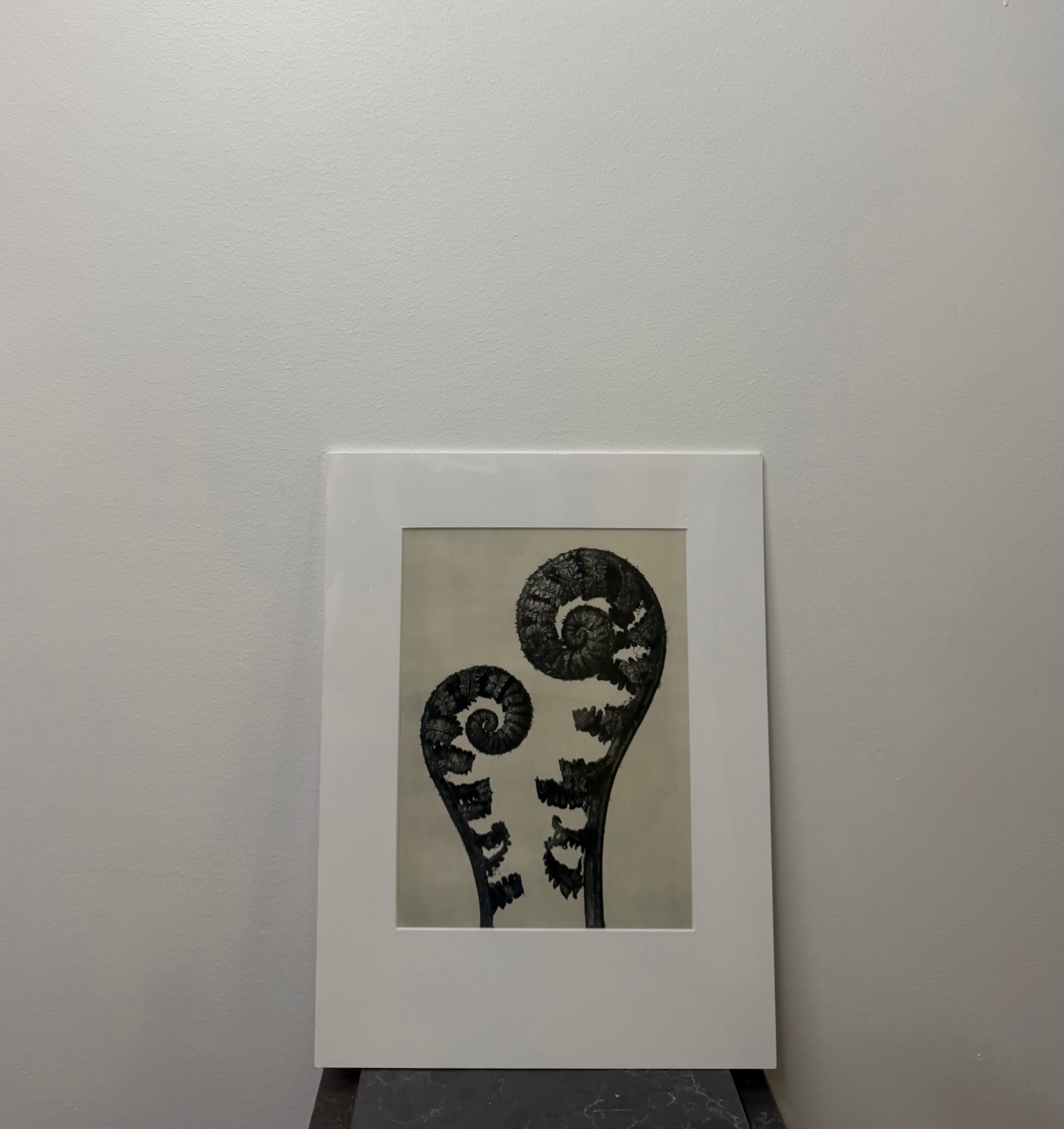 Male Fern, 4 x enlarged (1929)