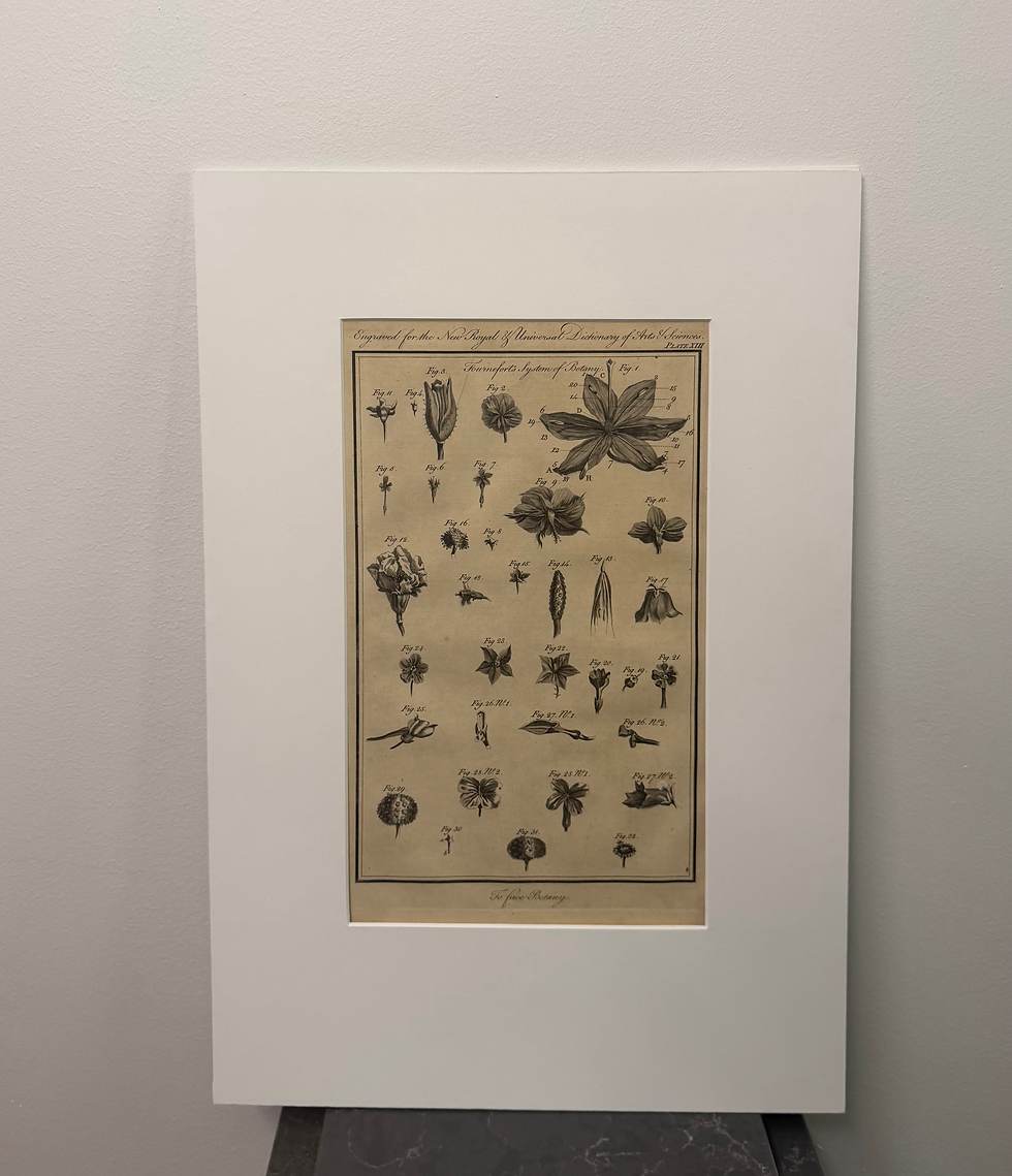 Thumbnail: To Face Botany II (1770)