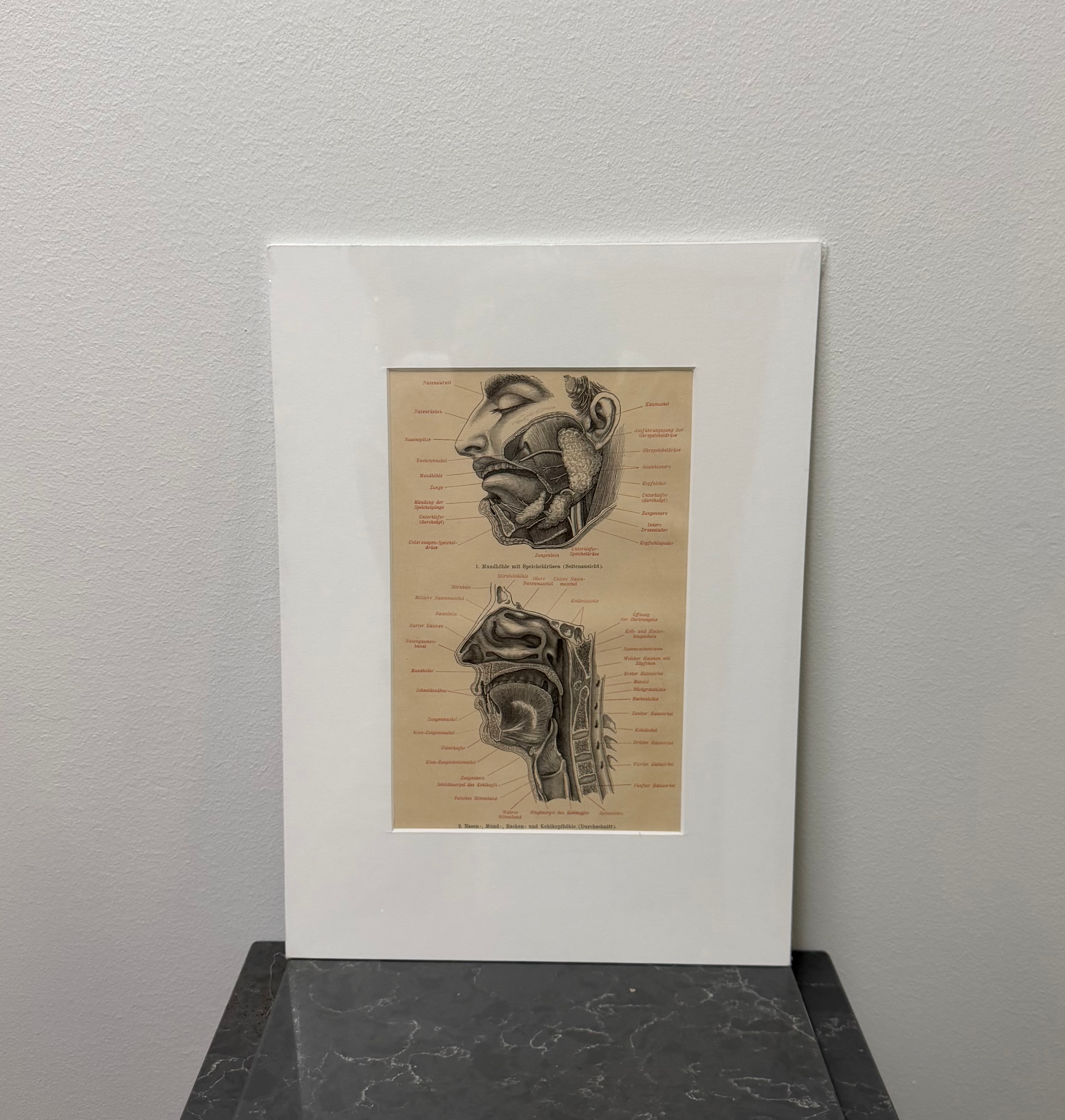 Mouth & Troath anatomy (late 19th century)