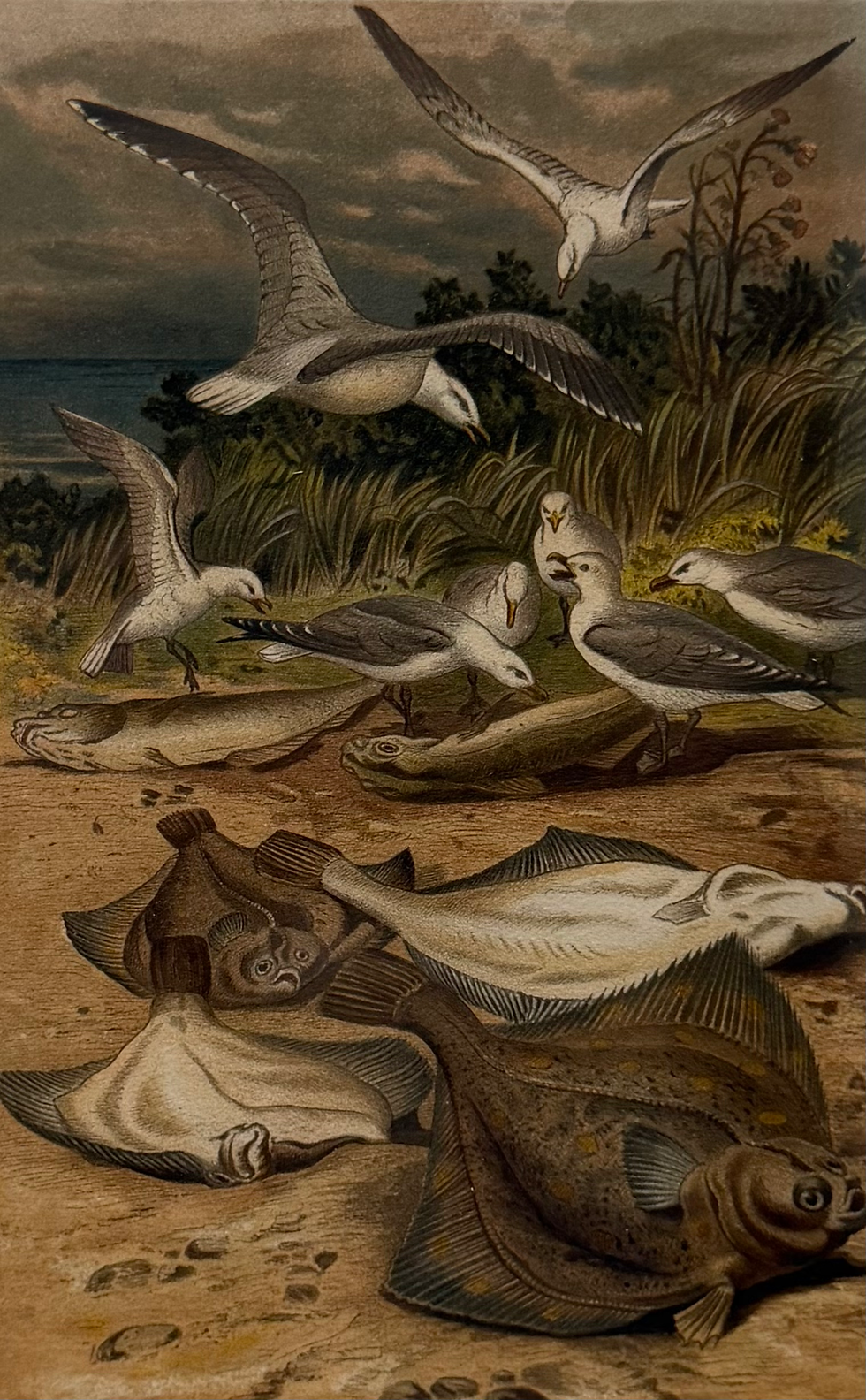 Thumbnail: Flounder (1893)