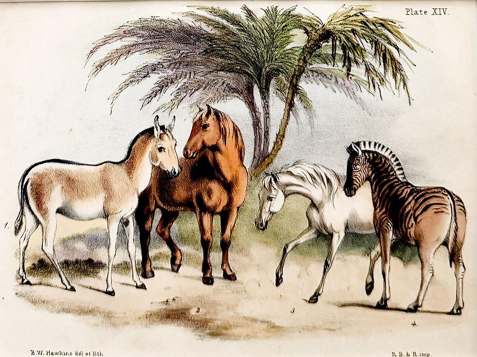 Thumbnail: Wild Ass, Domestic Horse, Arabian Horse, Quagga (1850)