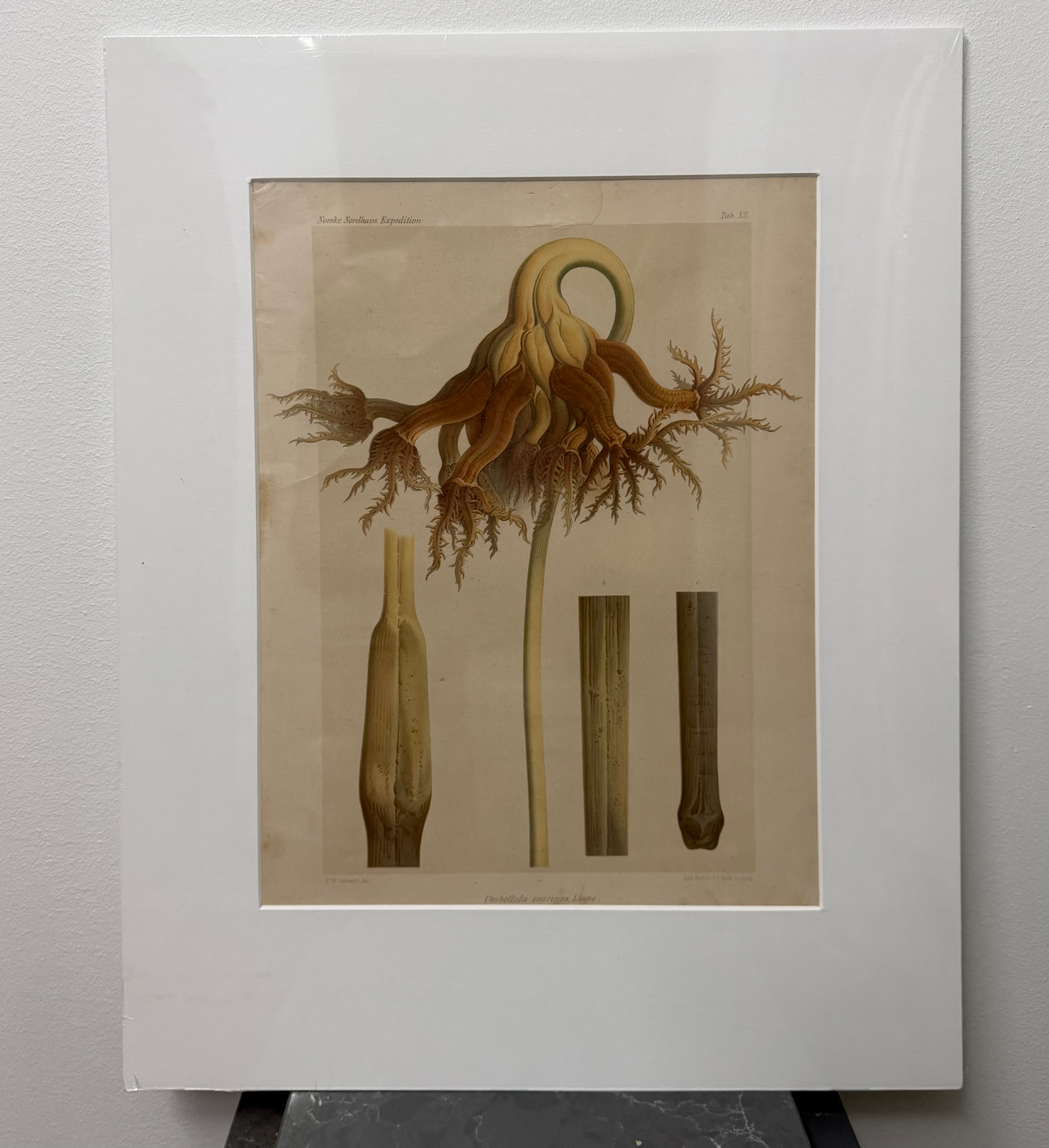 Crinoids - Sea Lily - Unbenulla encrinus (1880)