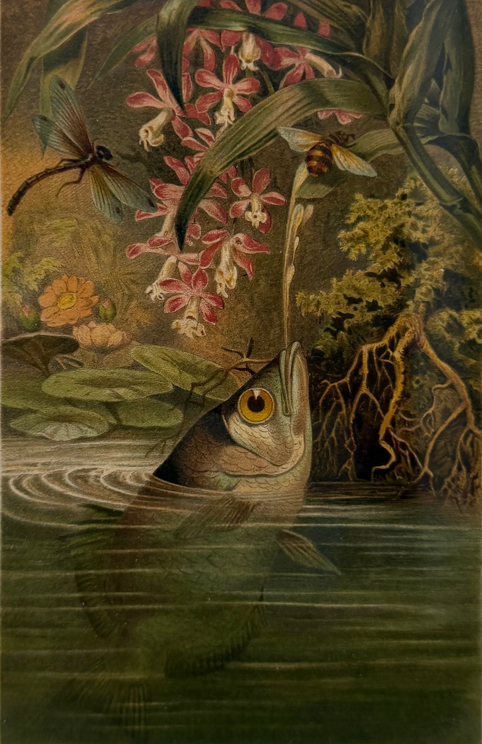 Thumbnail: Archer Fish (1893)