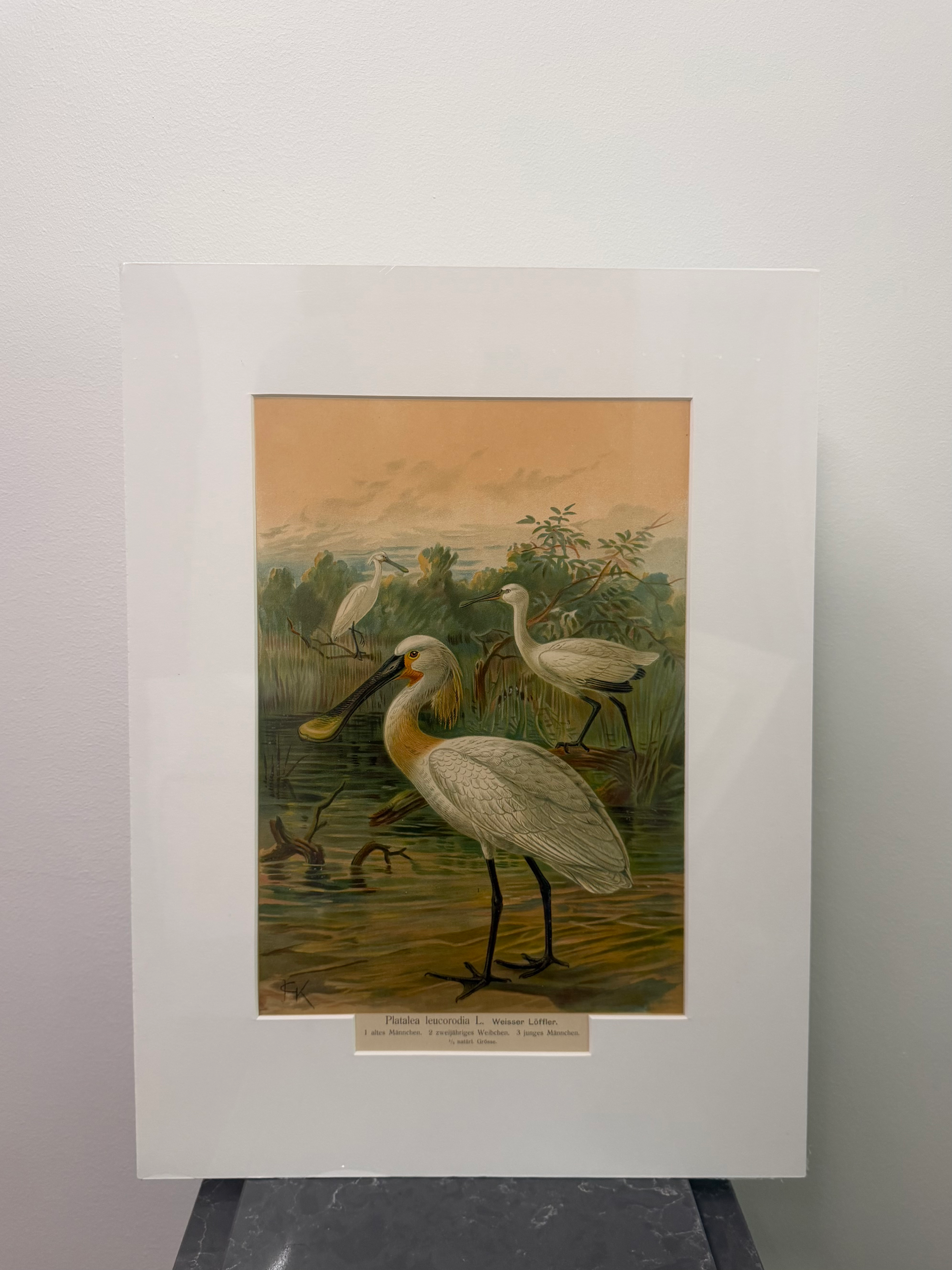 White Spoonbill (late 19th century)