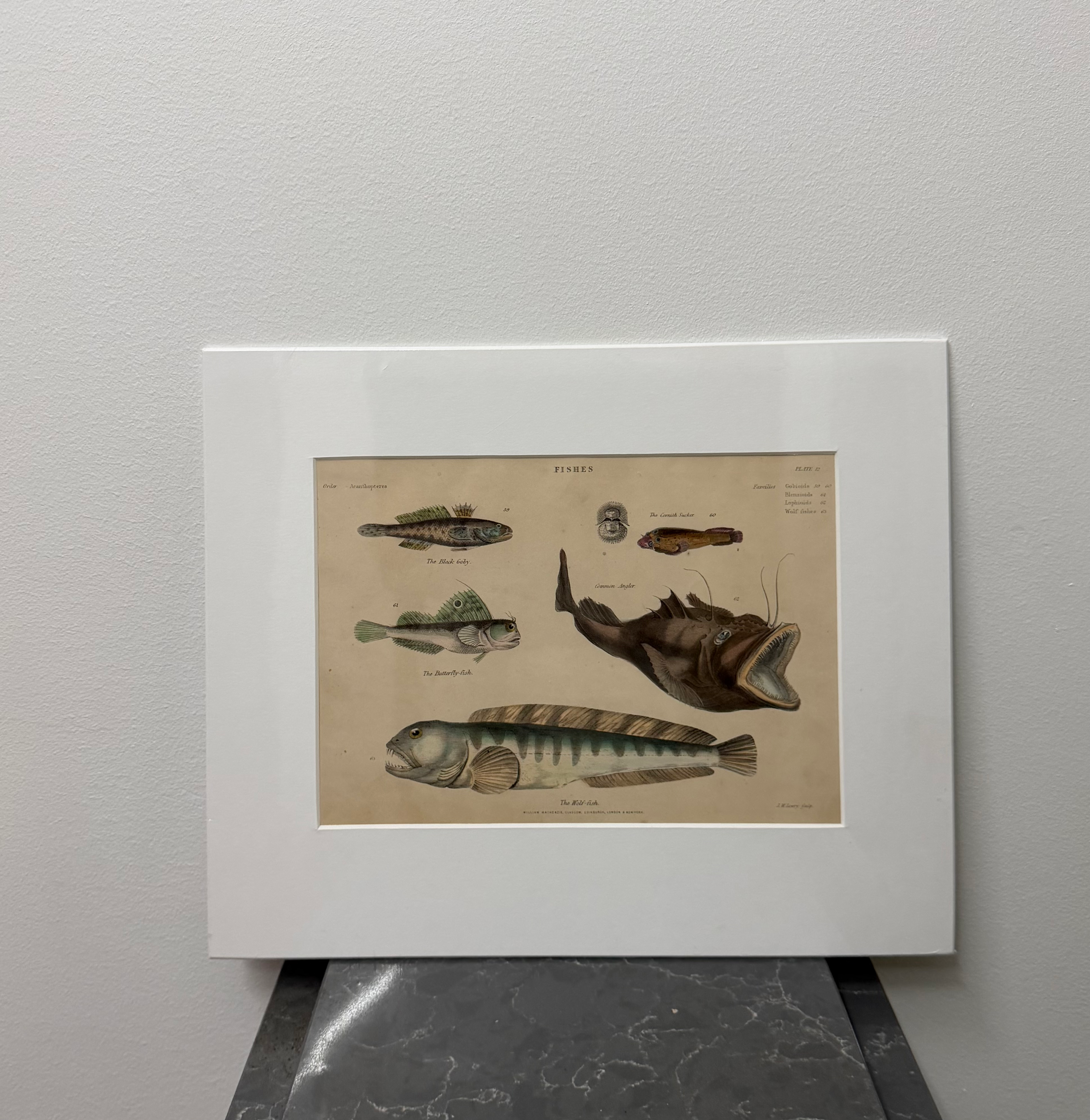 Black Goby, Common Angler, Wolf Fish, Cornish Sucker (1859)