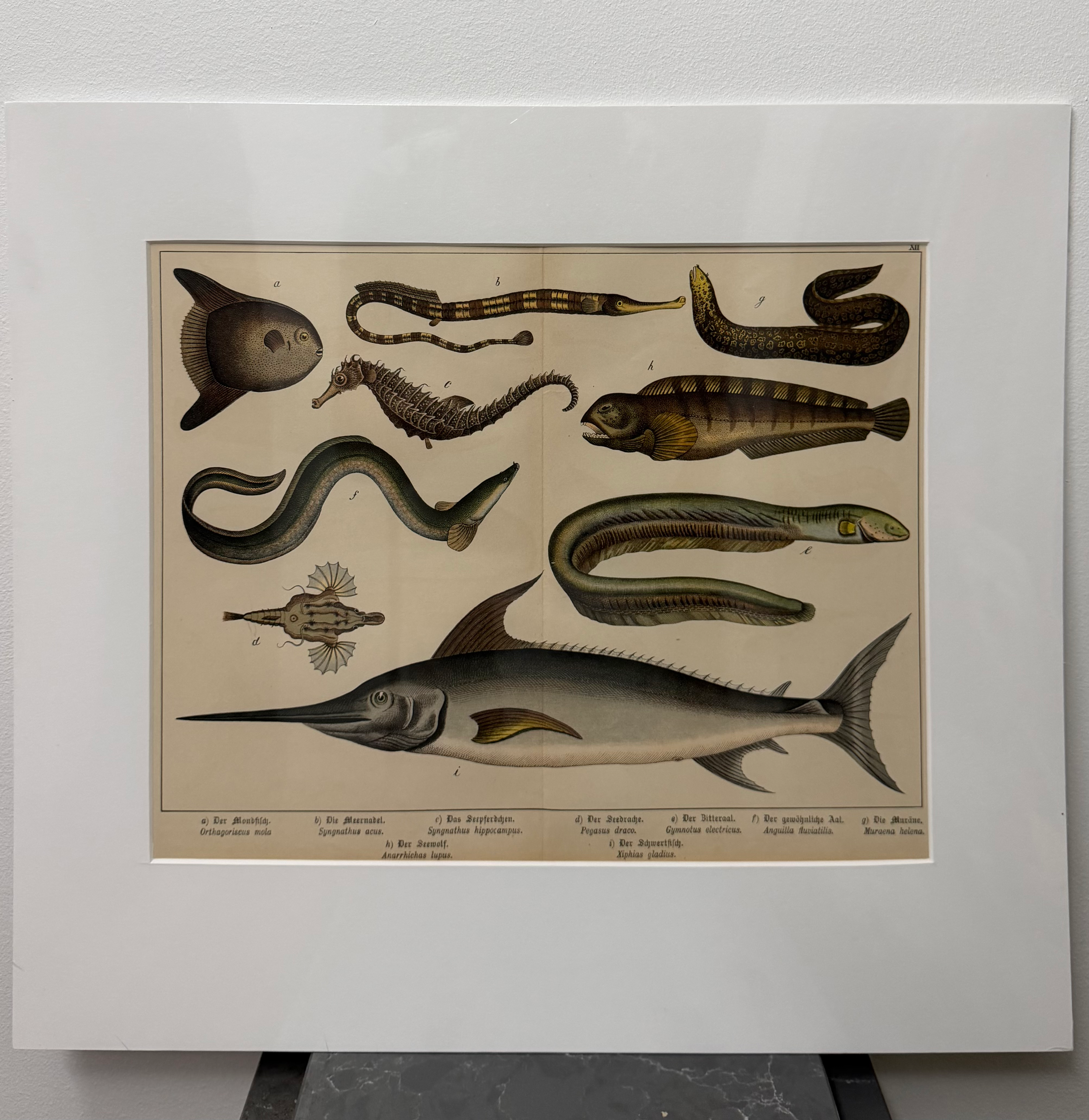 Seahorse, seaneedle, moonfish, swordfish, moray eel (1886)