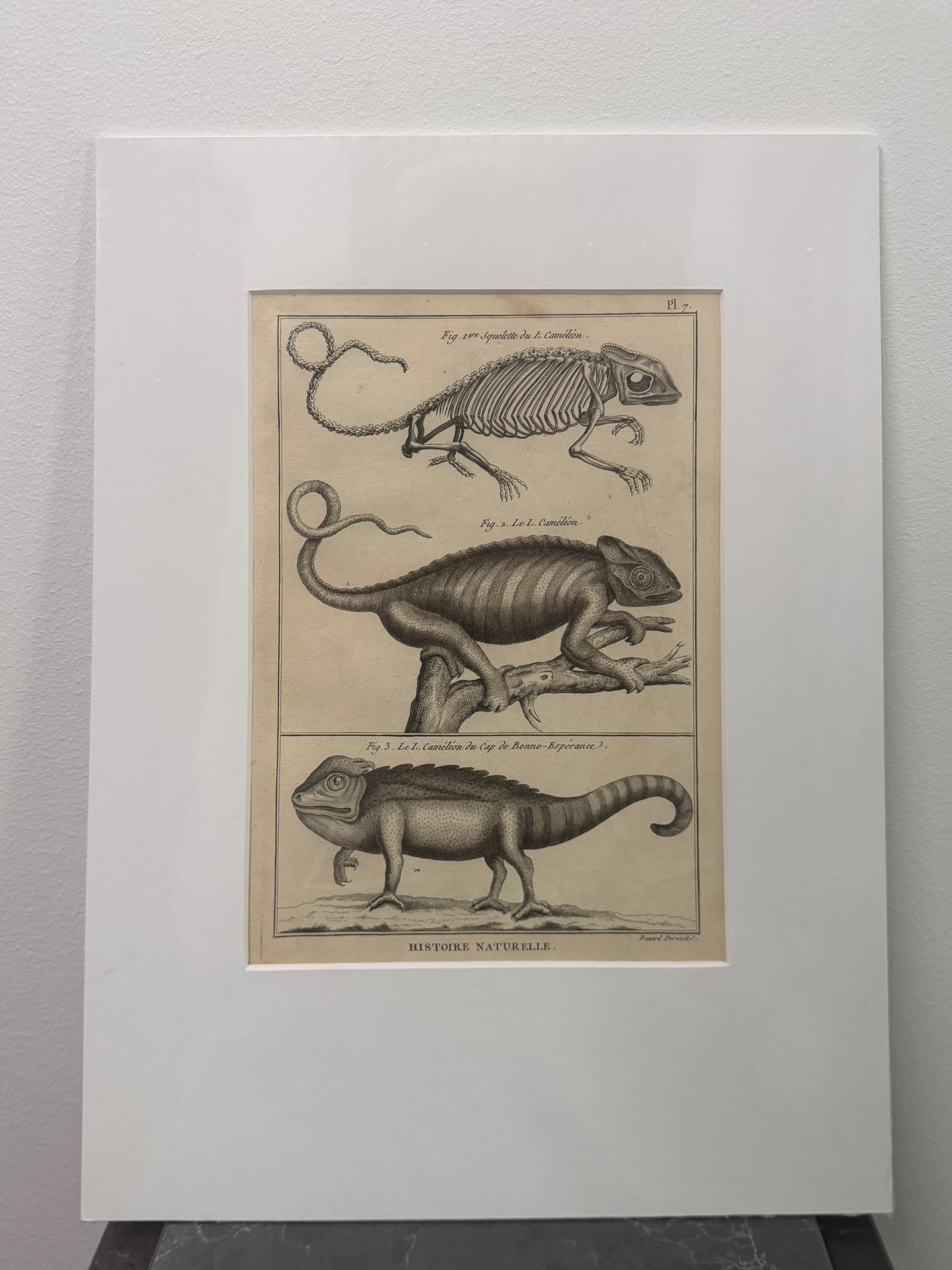 Chameleons: Common Chameleon, Cape Dwarf Chameleon (1789)