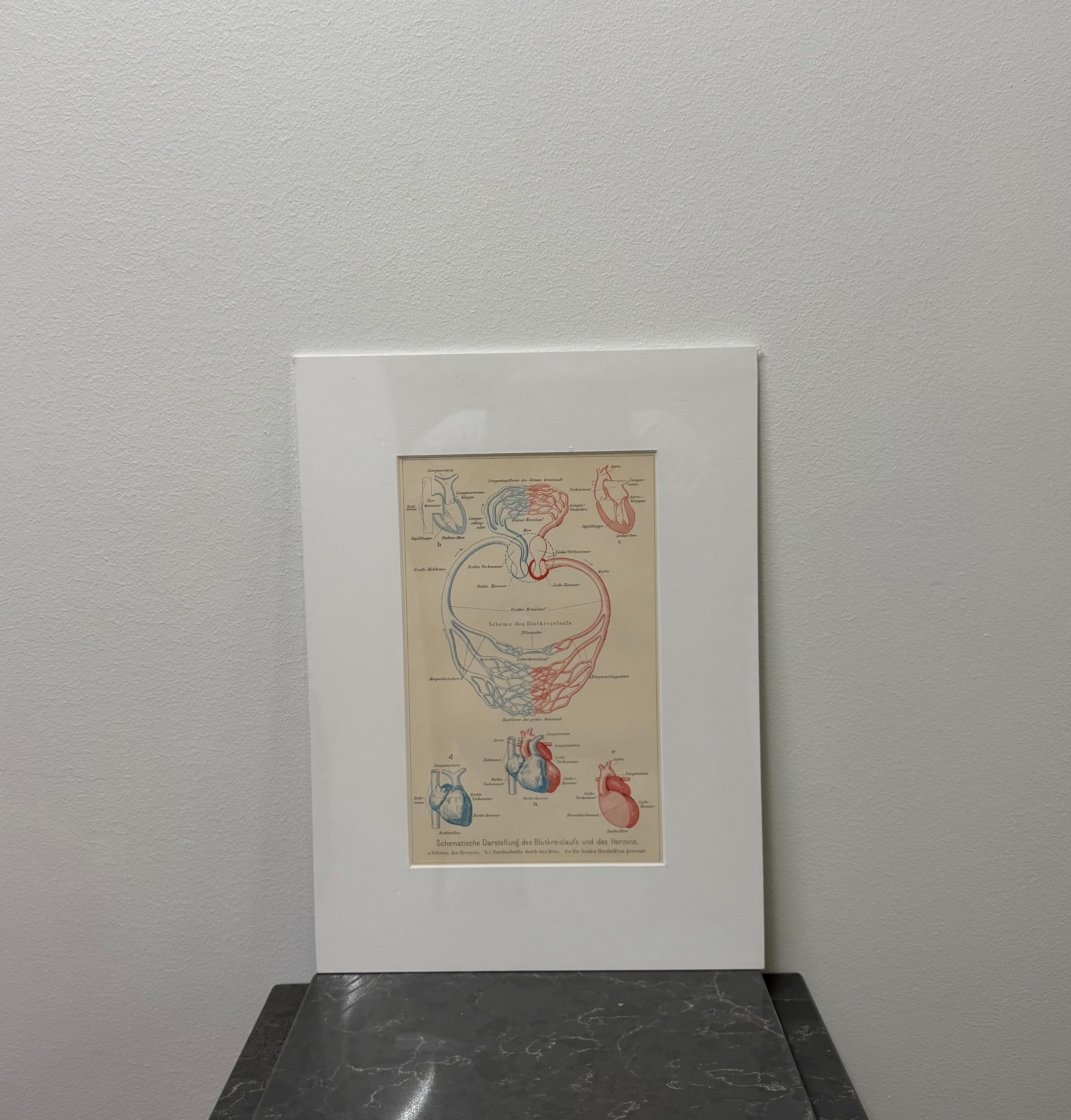 Bloodstream & Heart (late 19th century)