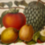 antique print of tropical fruits