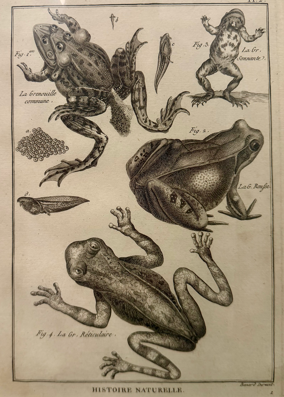 Thumbnail: Frogs:  Marsh Frog, American Bullfrog, Common Frog (1789)