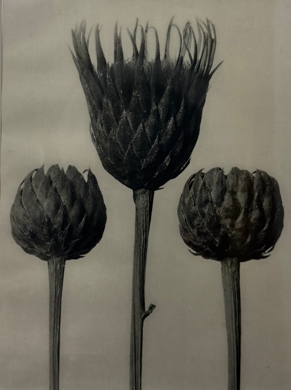 Thumbnail: Bare-stemmed common saw-wort, 5 x enlarged (1929)