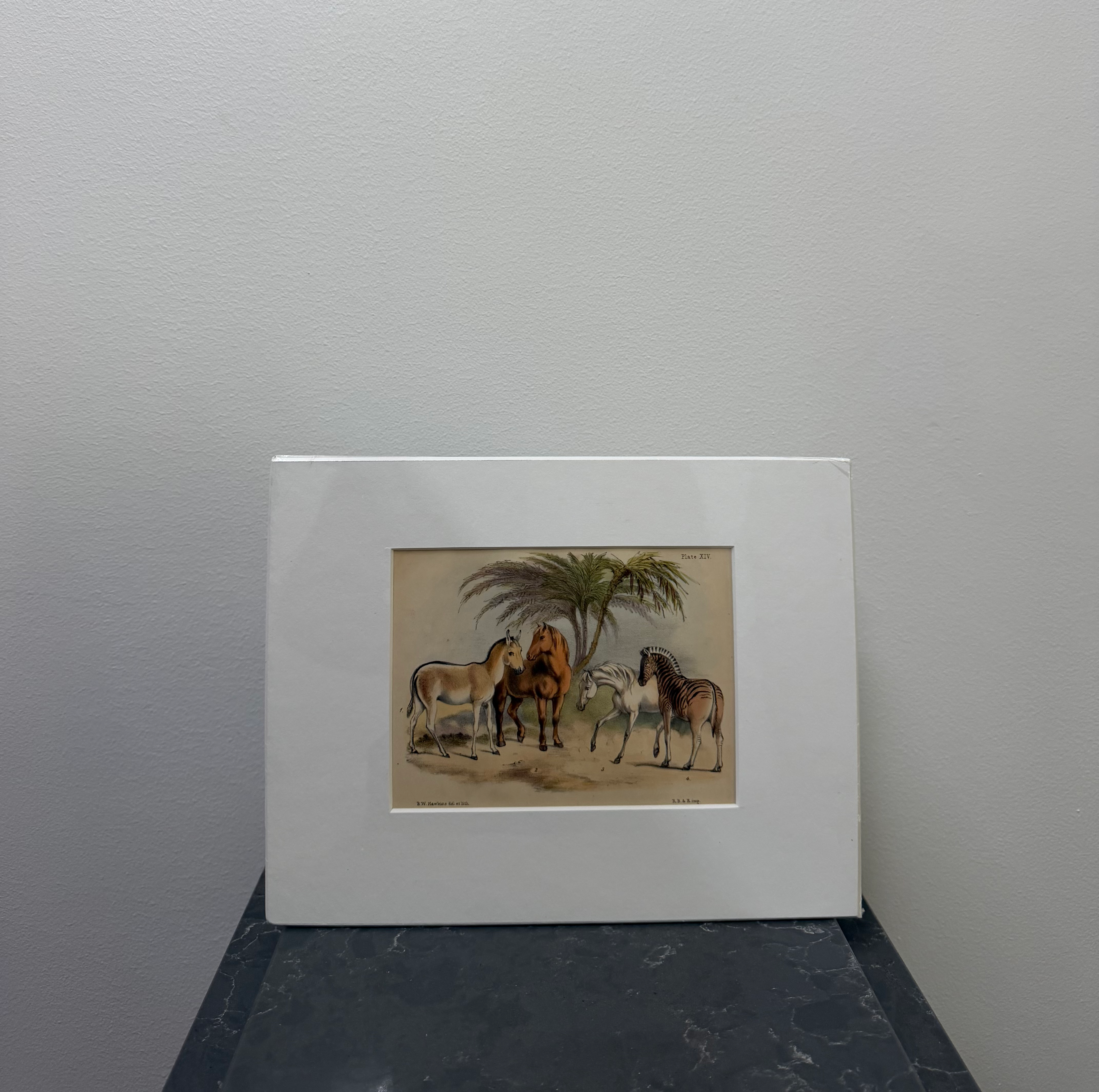 Wild Ass, Domestic Horse, Arabian Horse, Quagga (1850)
