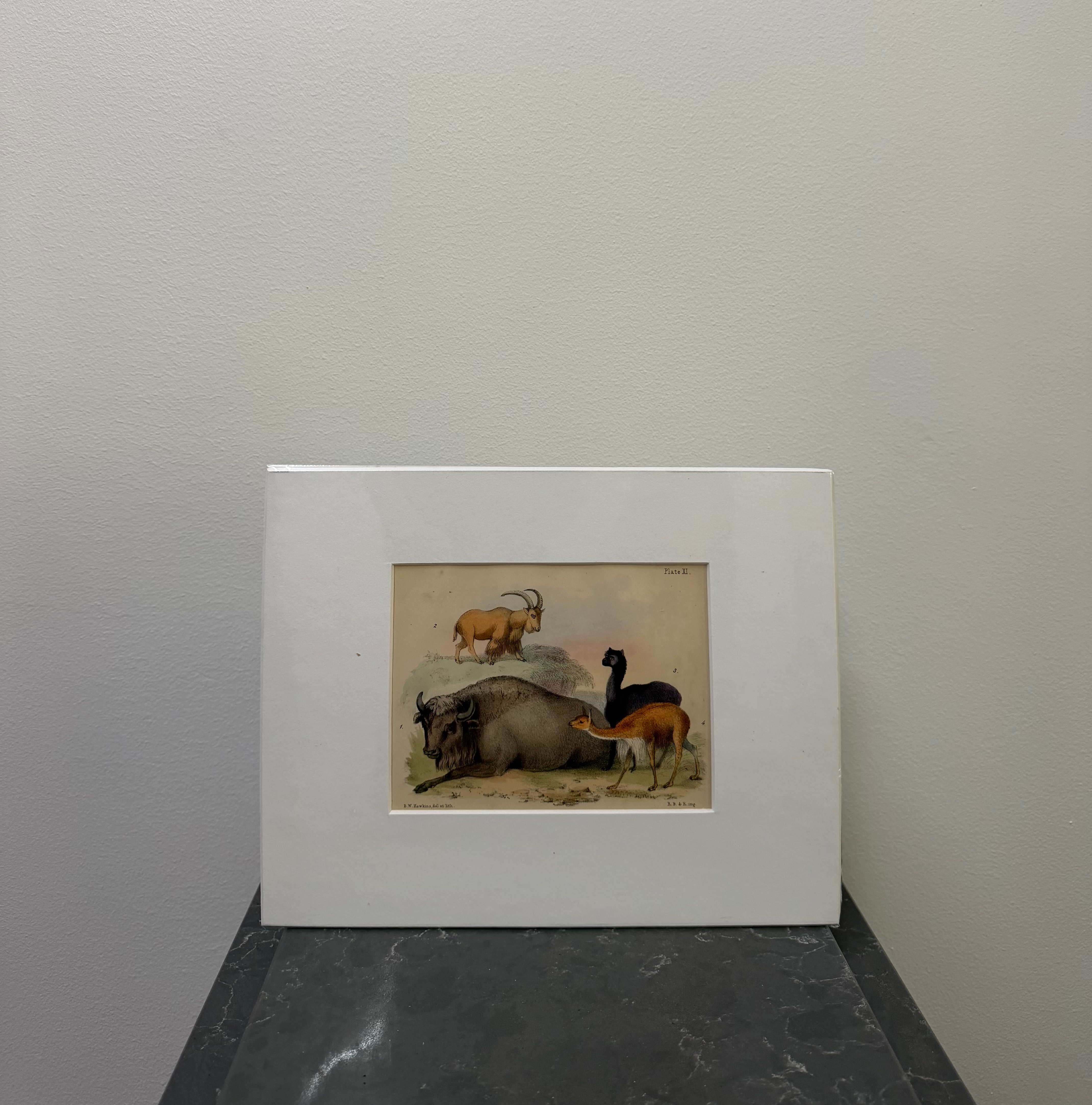American Bison, Barbary Sheep, Alpaca, Vicuña (1850)