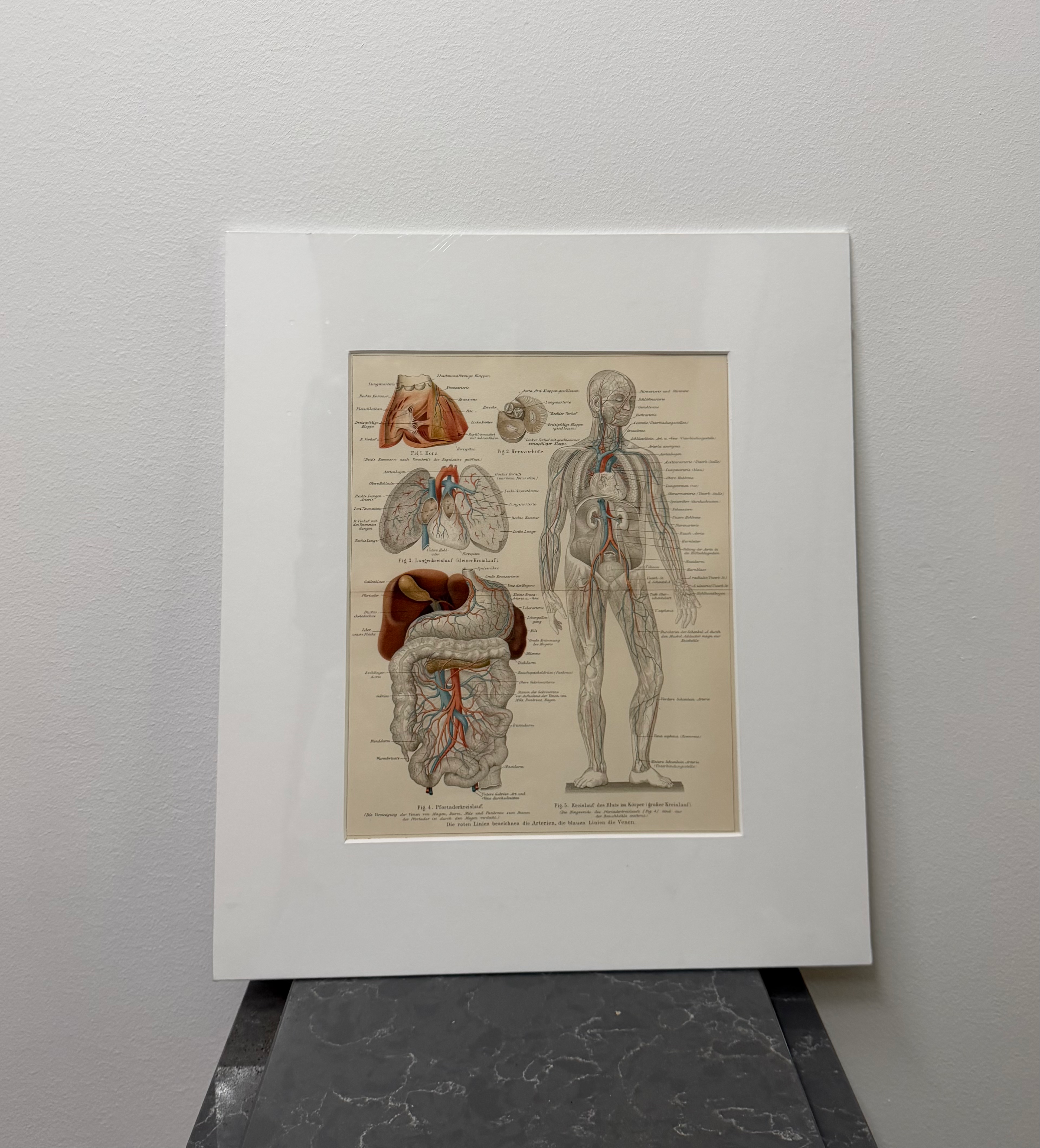 Bloodstream human body with internal organs (late 19th century)
