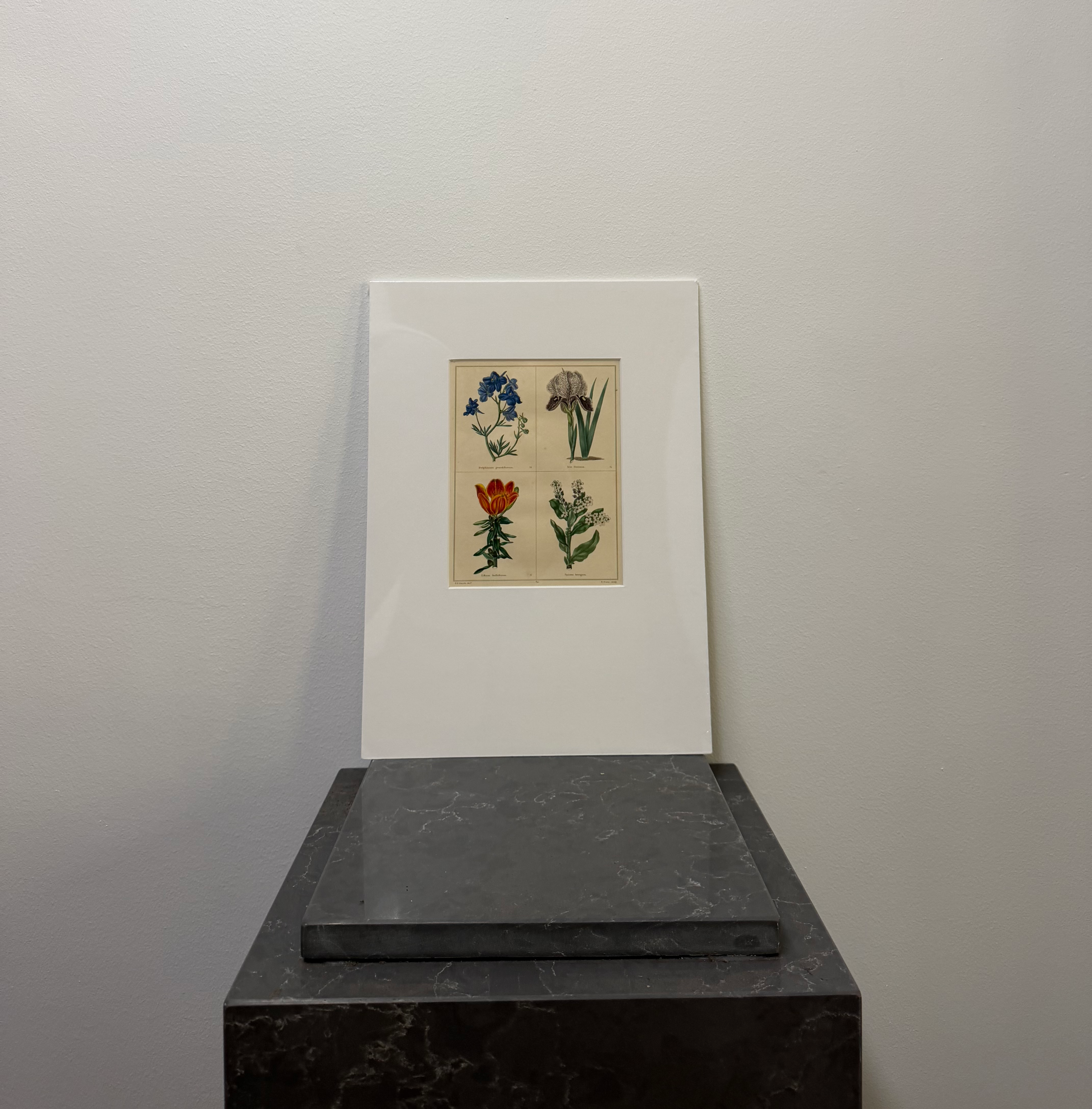 Siberian Larkspur, Mourning Iris, Orange Lily, Smooth Spirea (1825)