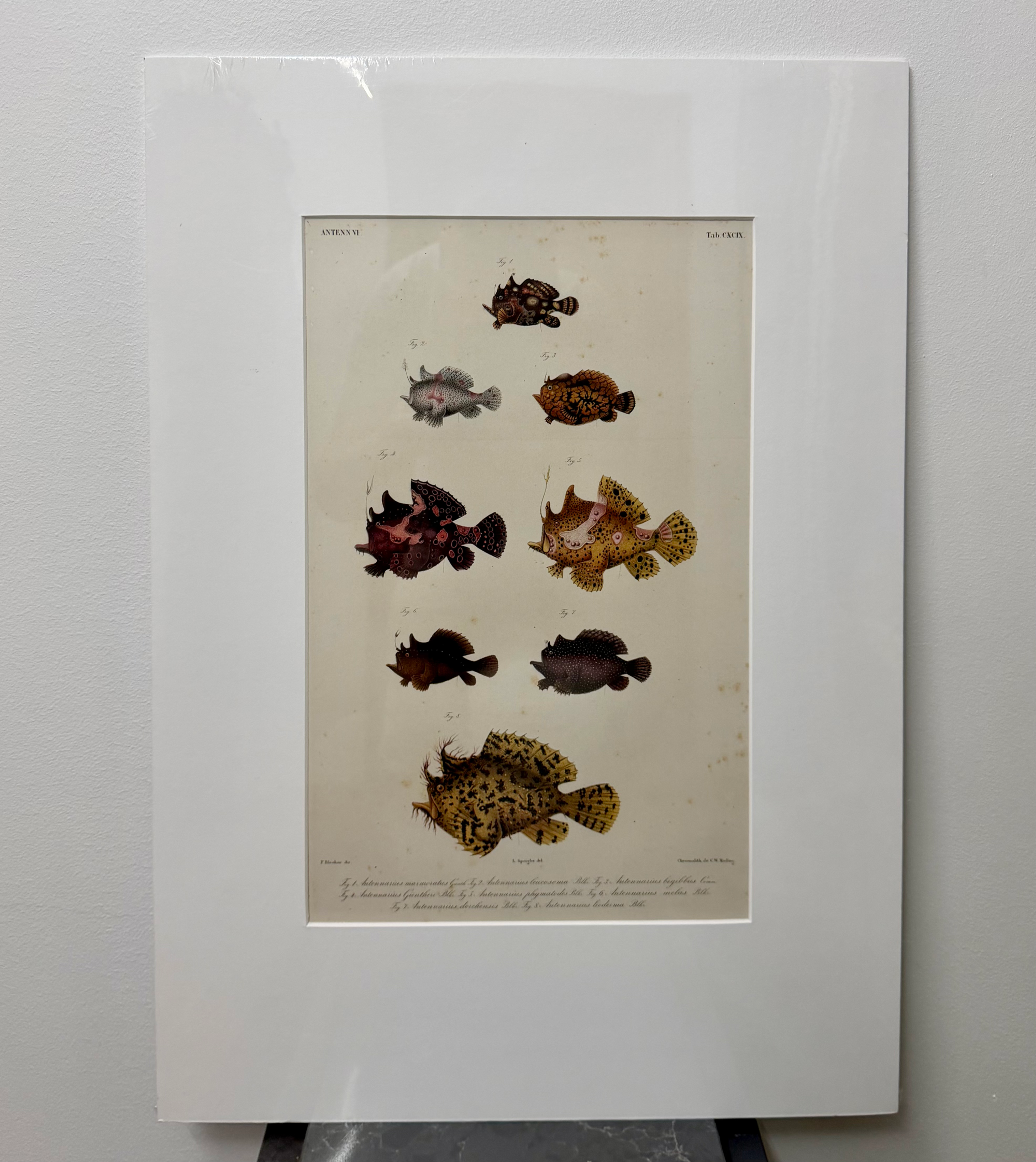 Angler Fish (1864)