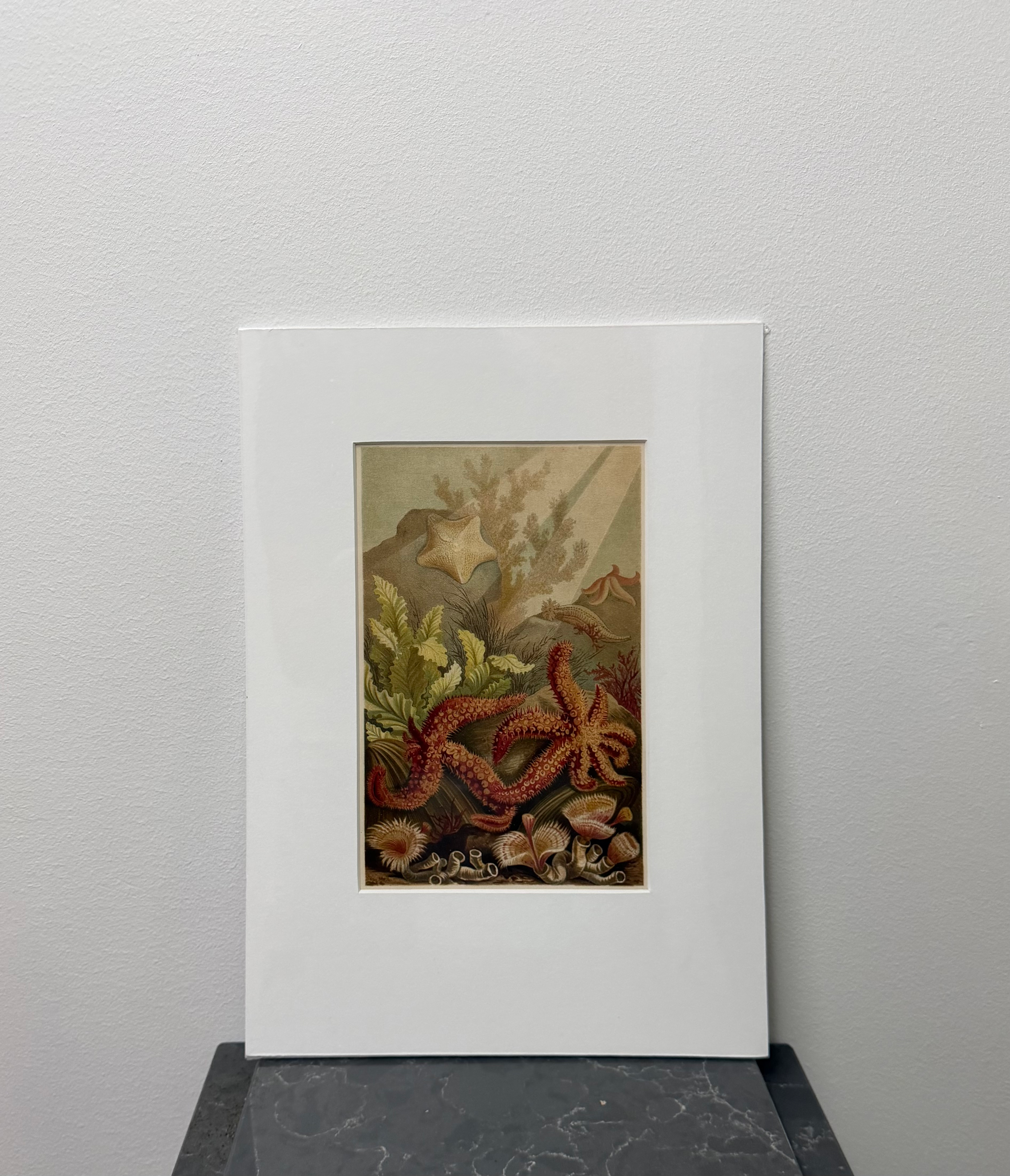 Seastars - Sea fans (1893)