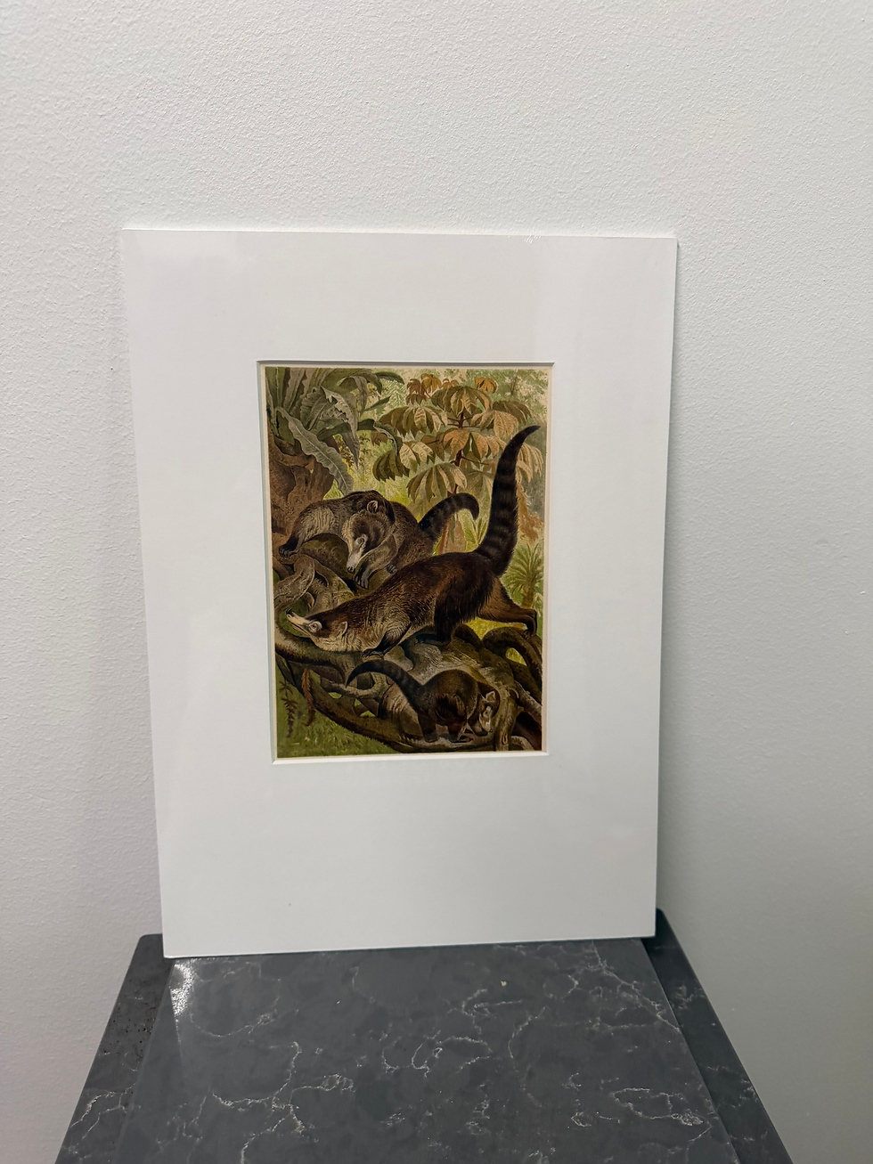 Thumbnail: White-nosed Coati (1893)
