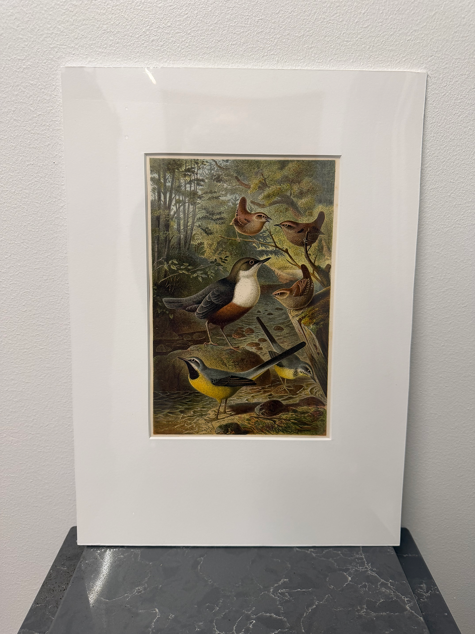 Thumbnail: White-throated Dipper, Eurasian Wren, Grey Wagtail