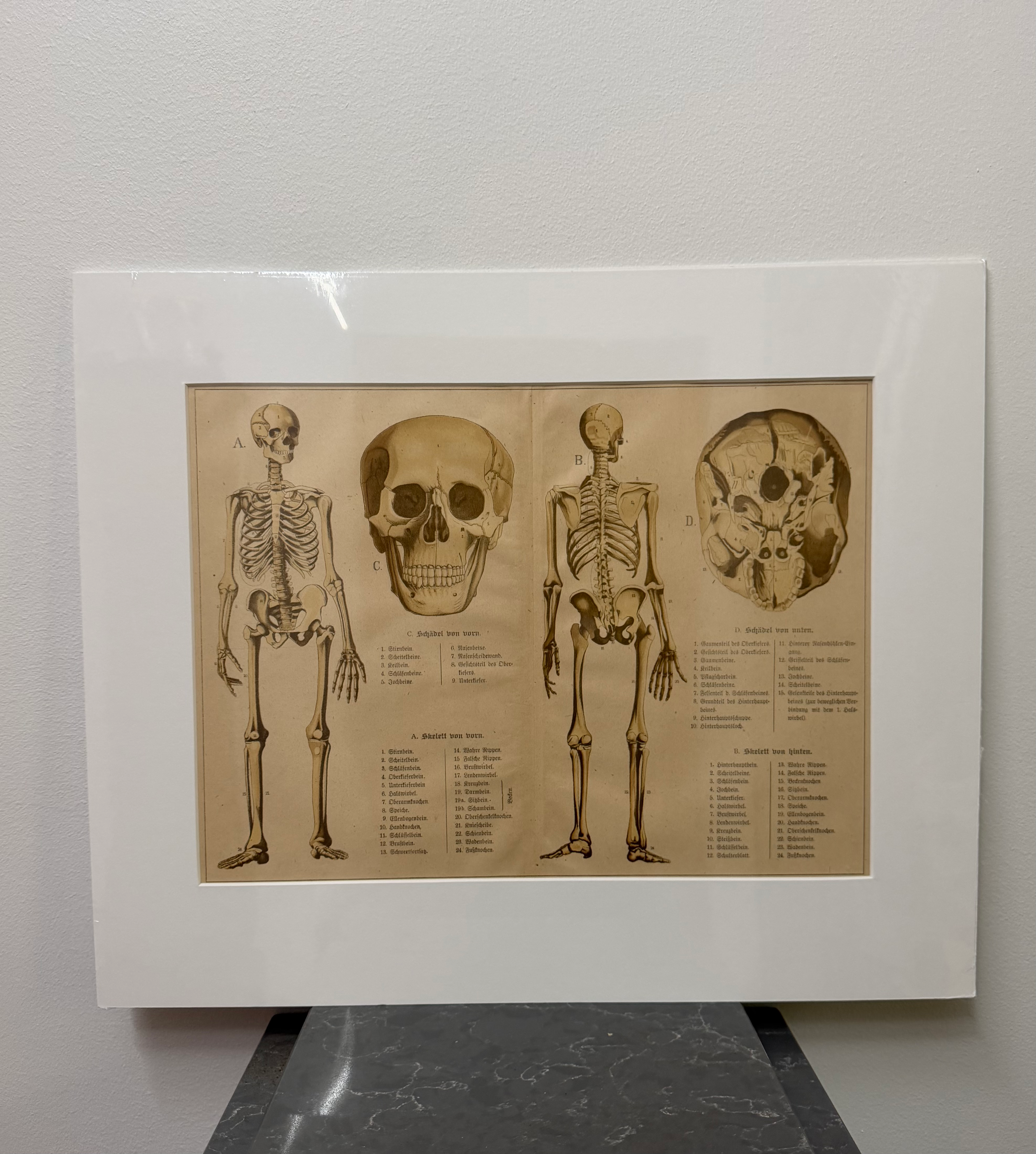 Complete Human Skeleton (1895)