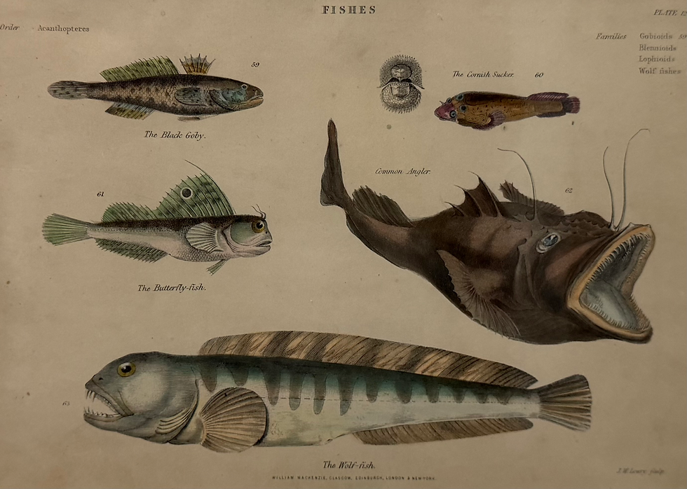 Thumbnail: Black Goby, Common Angler, Wolf Fish, Cornish Sucker (1859)