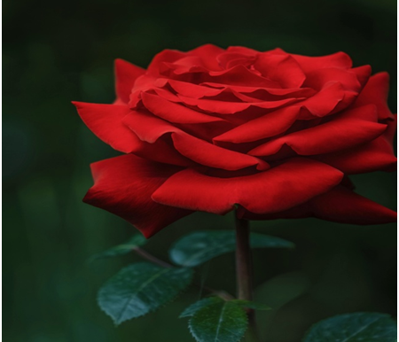 লাল রঙ