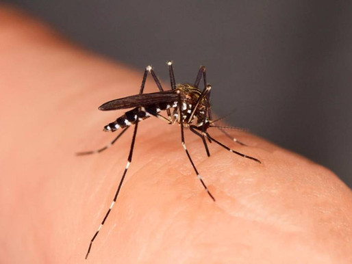 A che servono le zanzare? Riflessioni sulla biodiversità