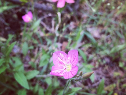 Nameless flower? no, it's "Rose Evening Primrose".