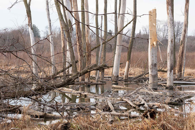 A beaver pond surrounded by dead ash trees